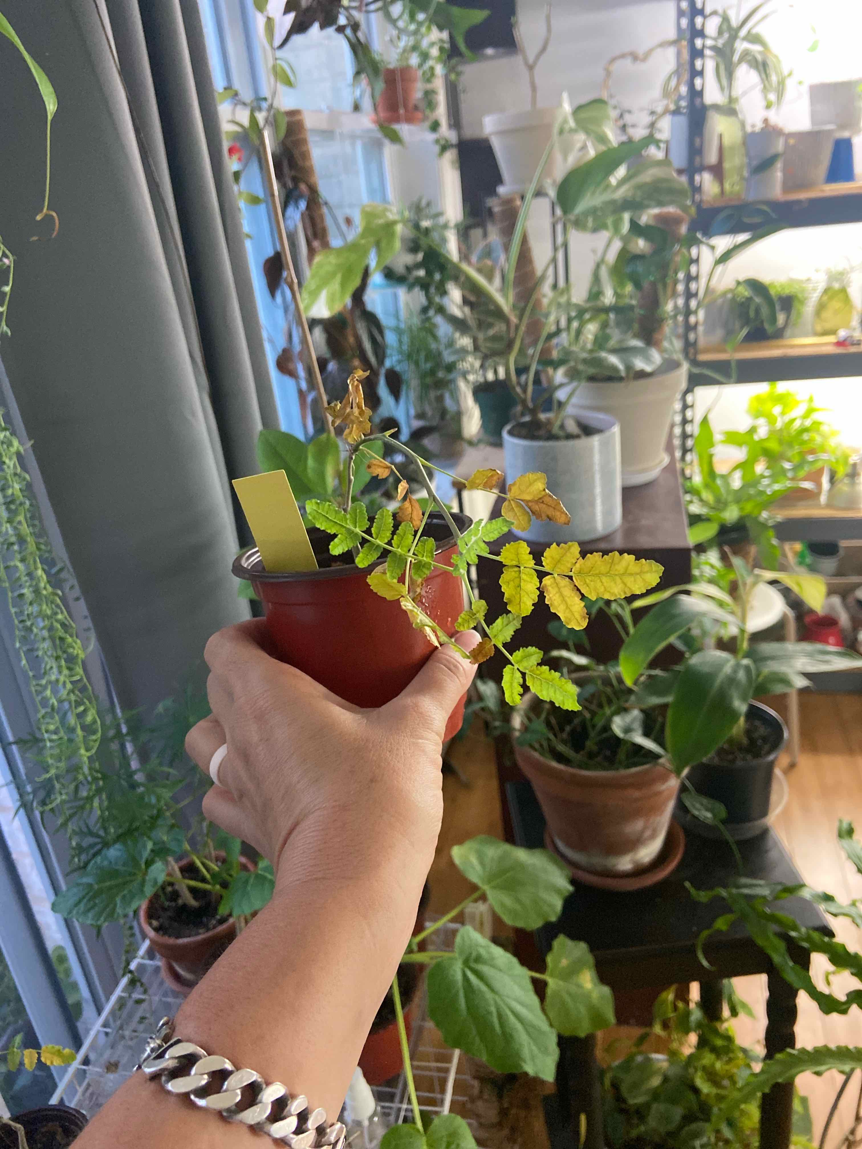 Plant care for False Myrrh on Greg, the plant care app