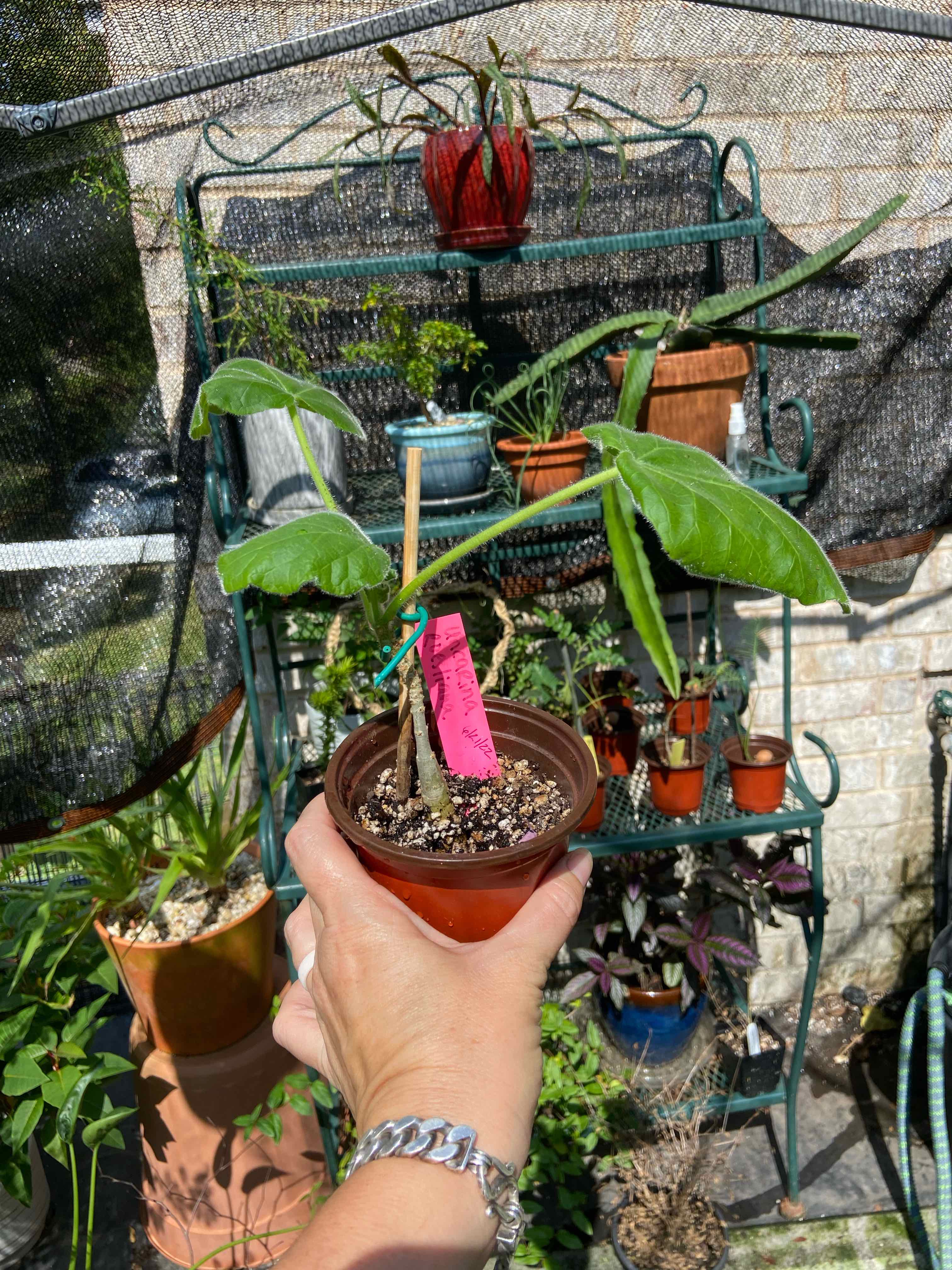 Plant care for Angolan Sesame on Greg, the plant care app