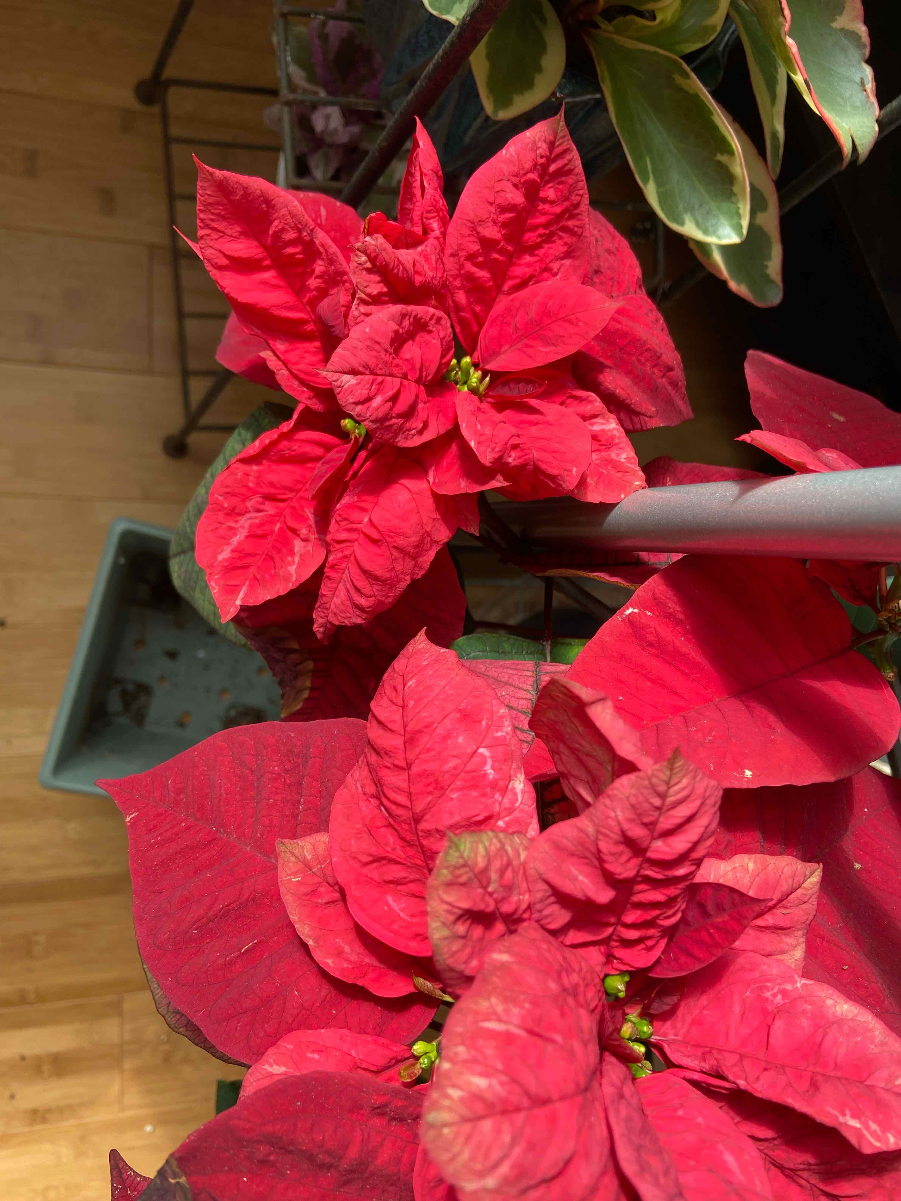 Poinsettia plant with vibrant red bracts, indoors with other plants in the background.