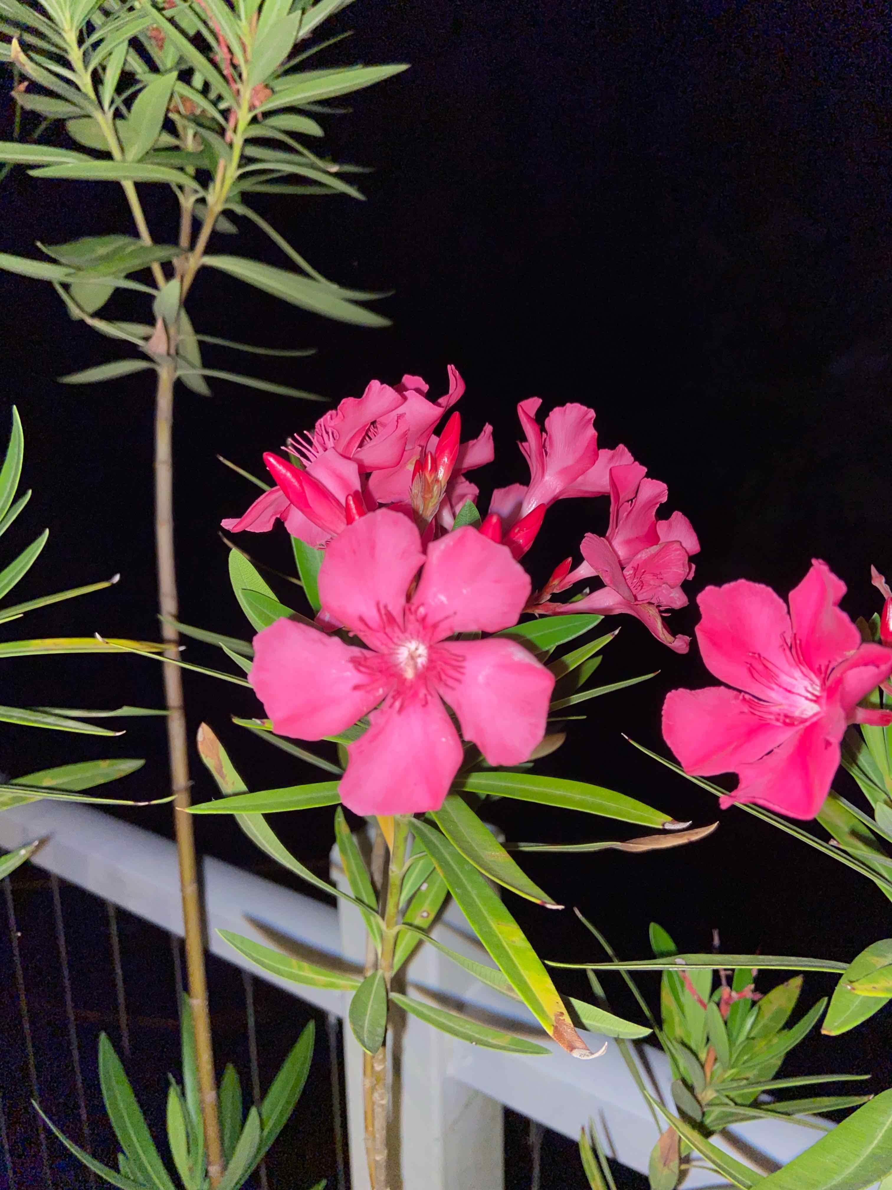 Oleander plant with vibrant pink flowers against a dark background.