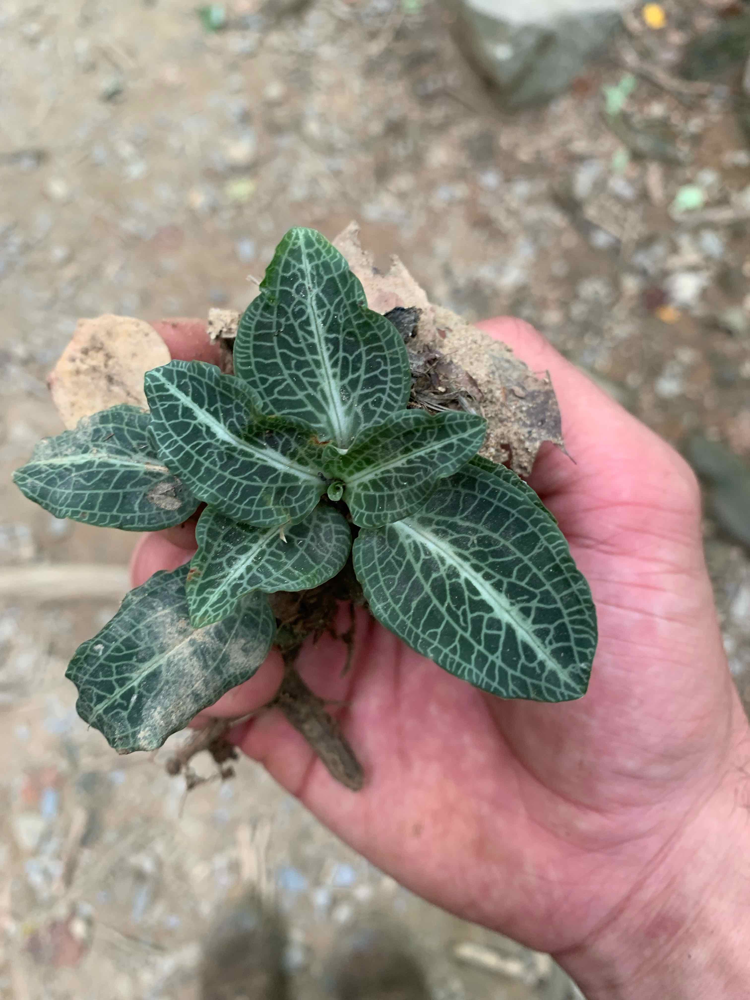 Downy Rattlesnake Plantain with veined leaves held in a hand.