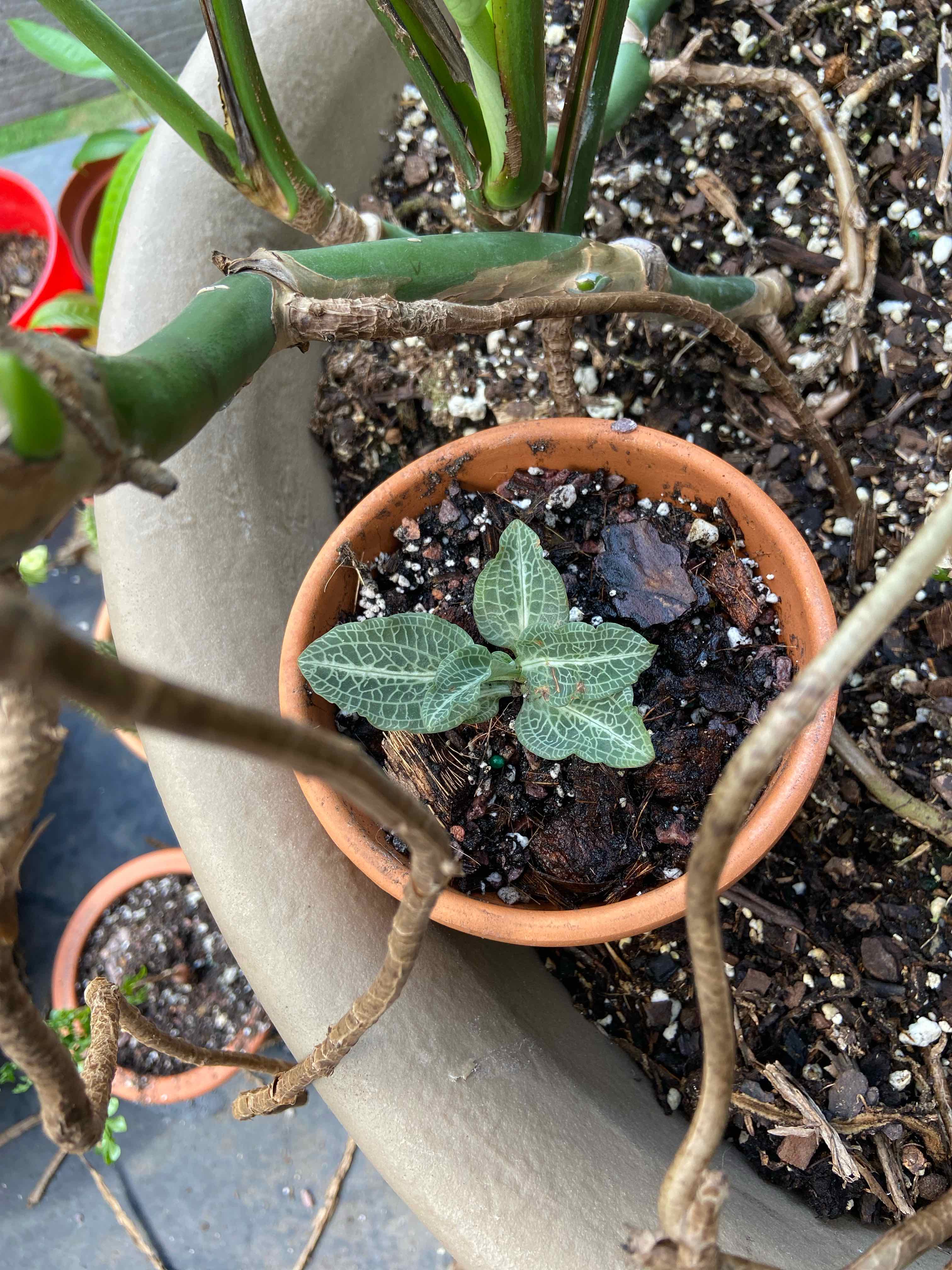 Downy Rattlesnake Plantain in a terracotta pot with visible soil and healthy veined leaves.