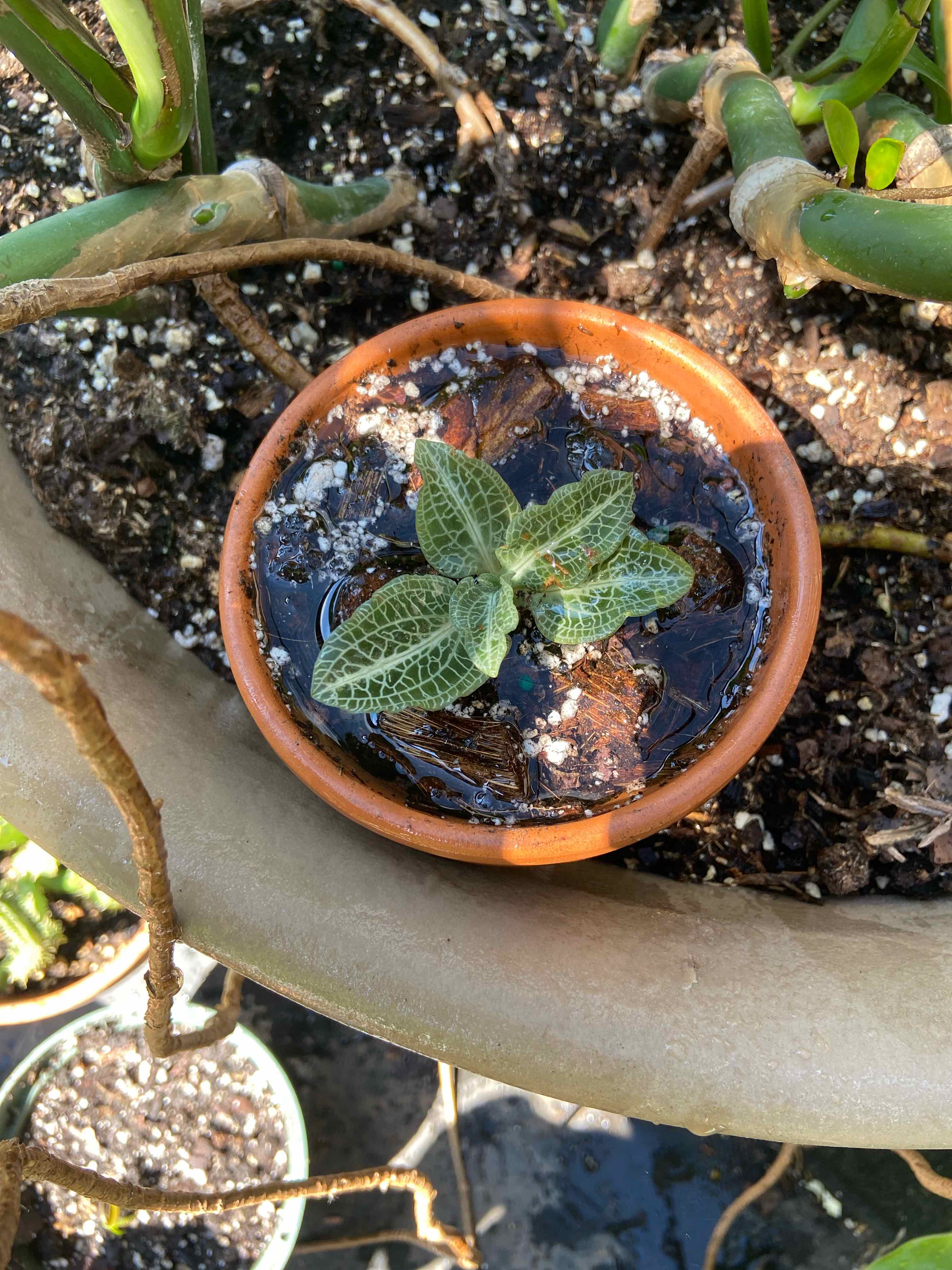 Why Are My Downy Rattlesnake Plantain Leaves Turning Yellow?