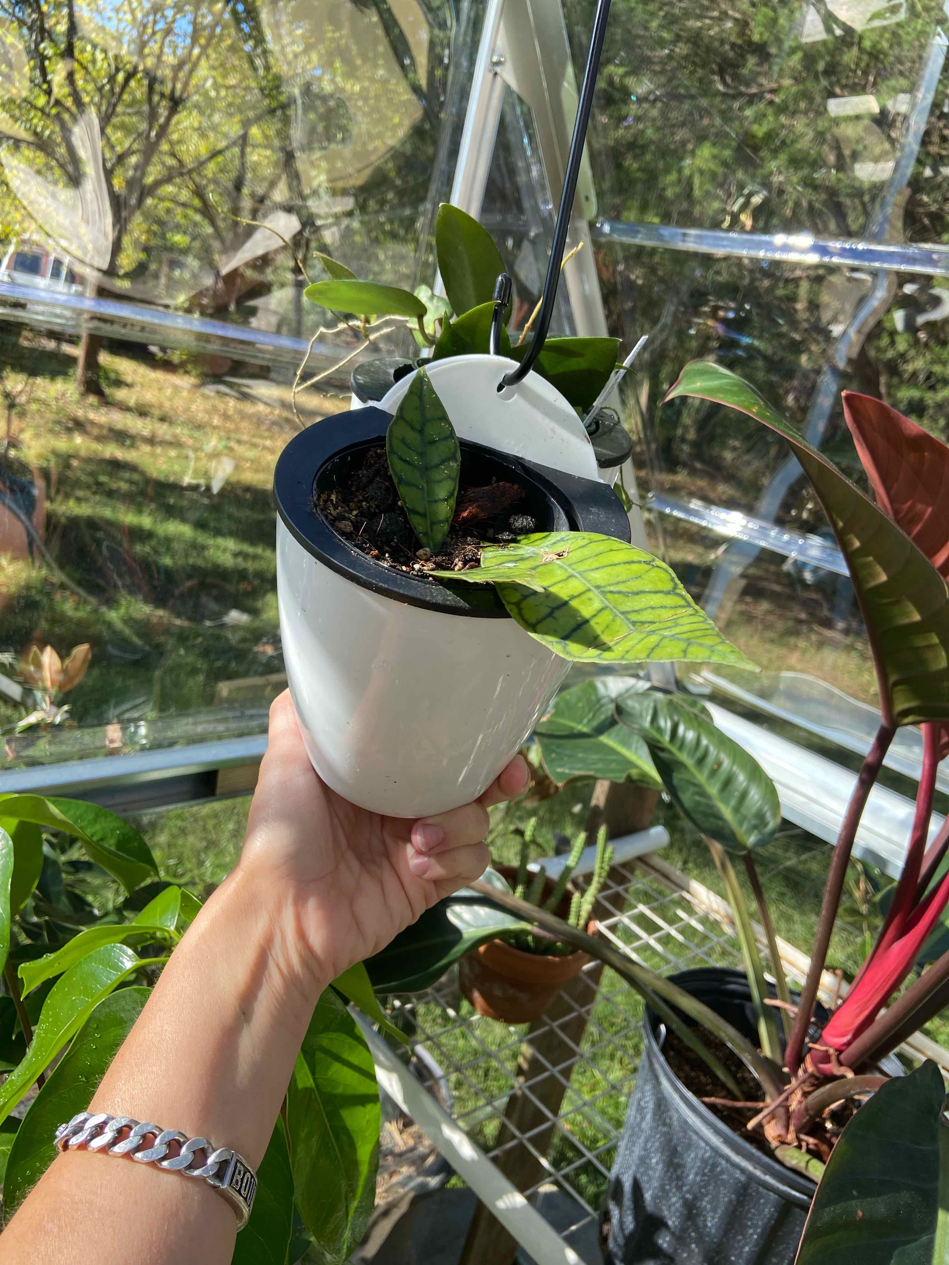 A Stiff Leafed Hoya plant in a white pot being held by a hand in a greenhouse.