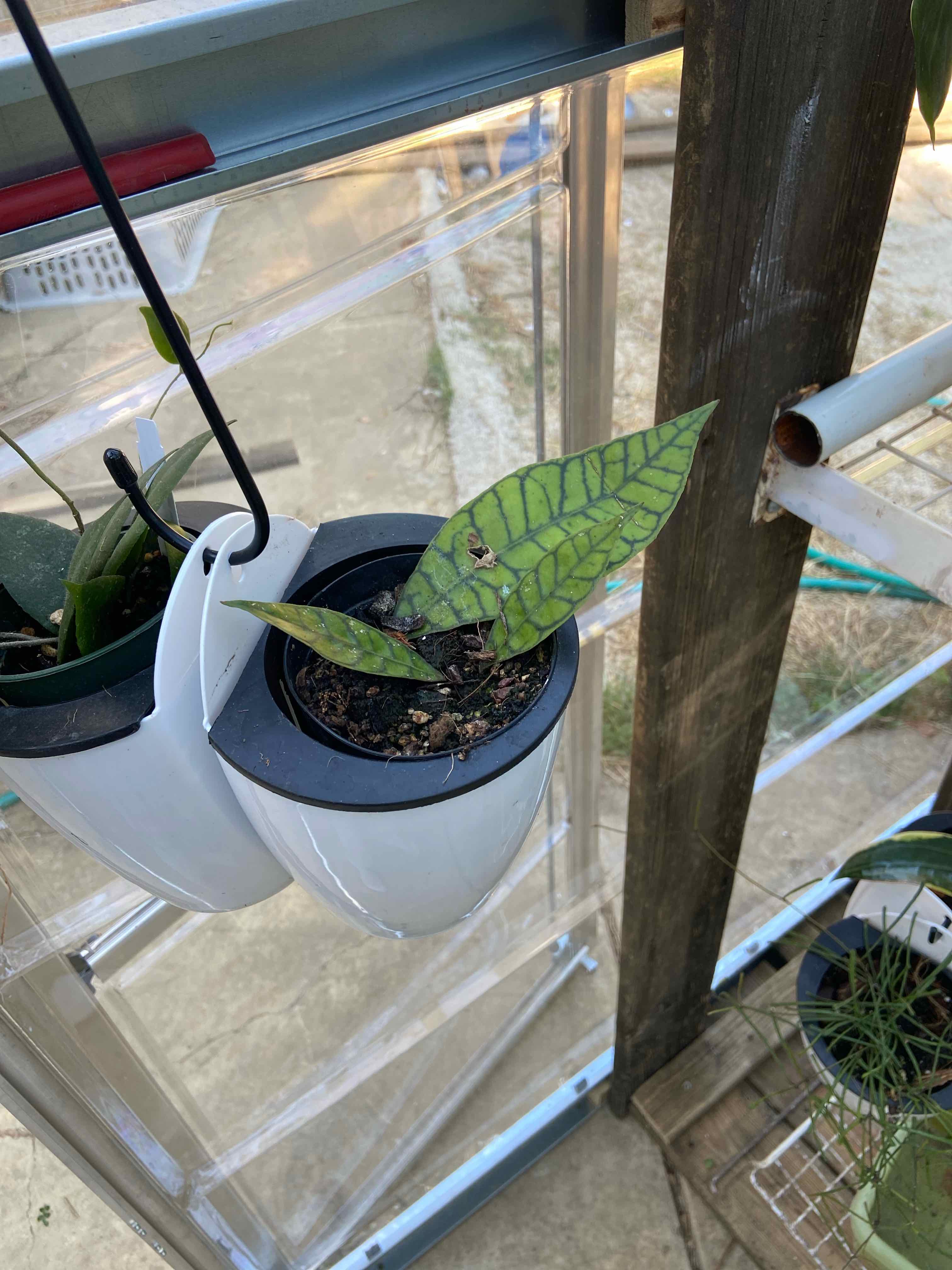 Potted Stiff Leafed Hoya plant with visible soil and some leaf discoloration.