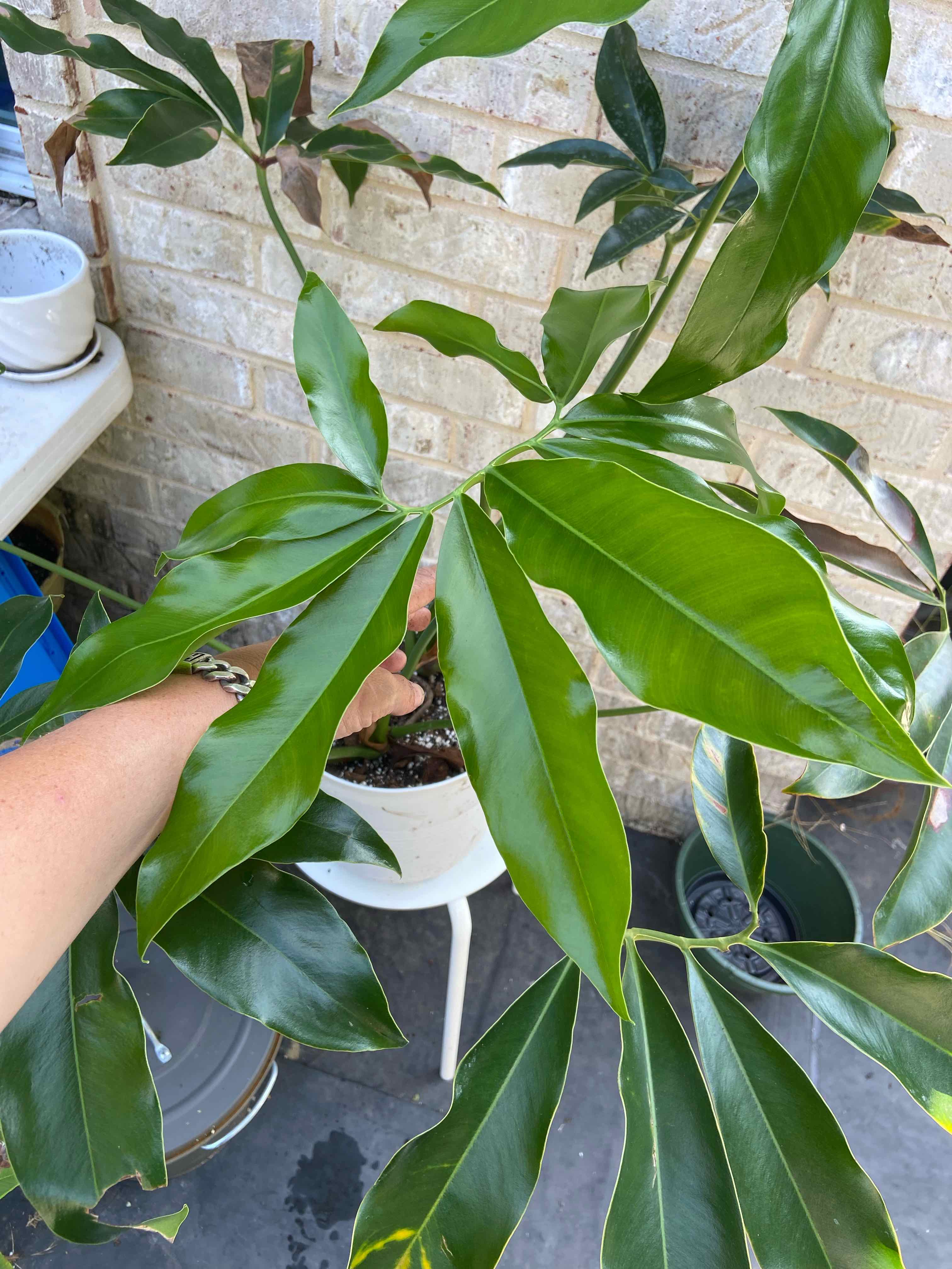 Thaumatophyllum spruceanum uploaded to the Greg plant app by @sarah10orio