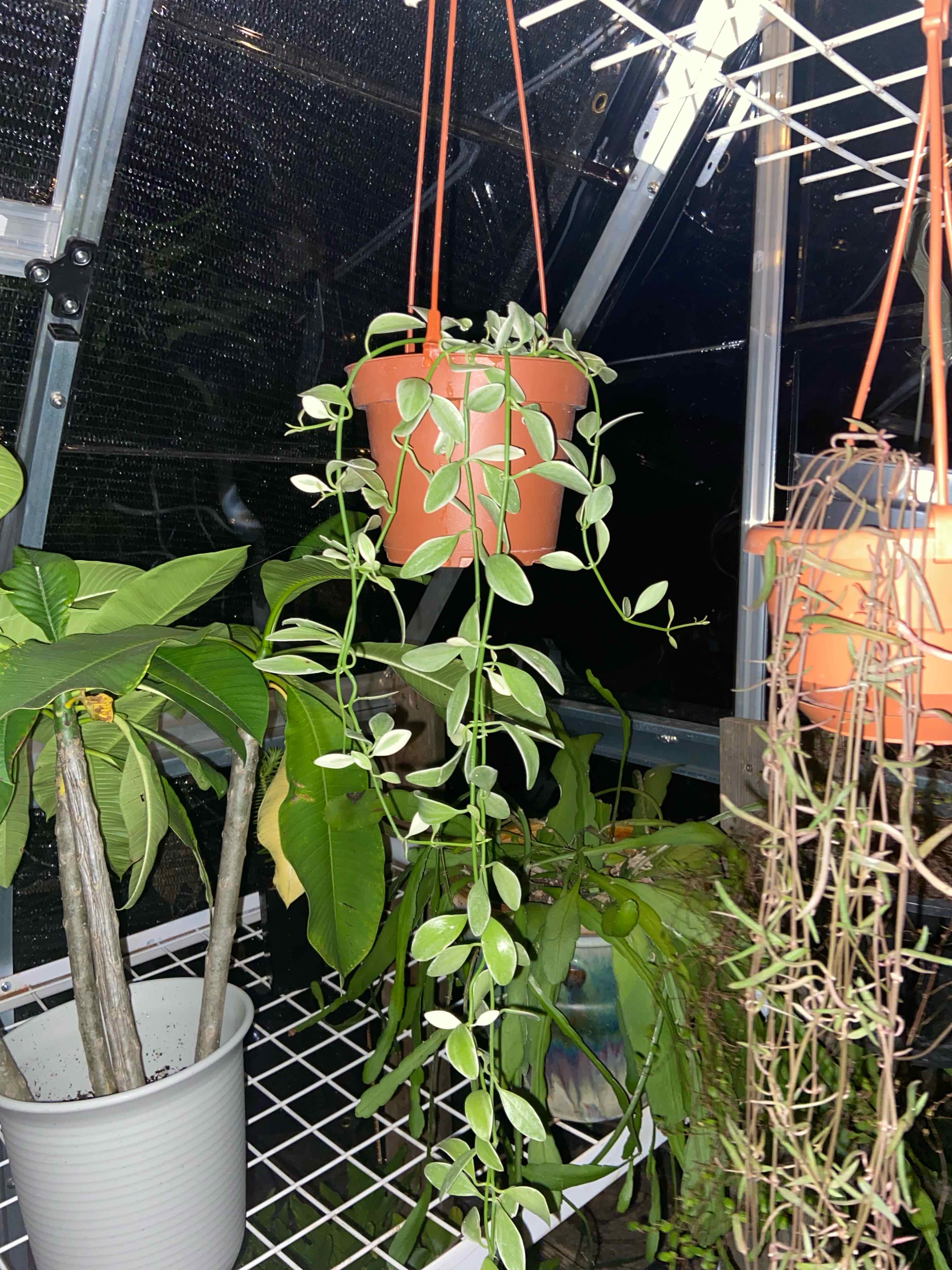 Hanging Dischidia oiantha 'Variegata' plant in a pot with variegated leaves.