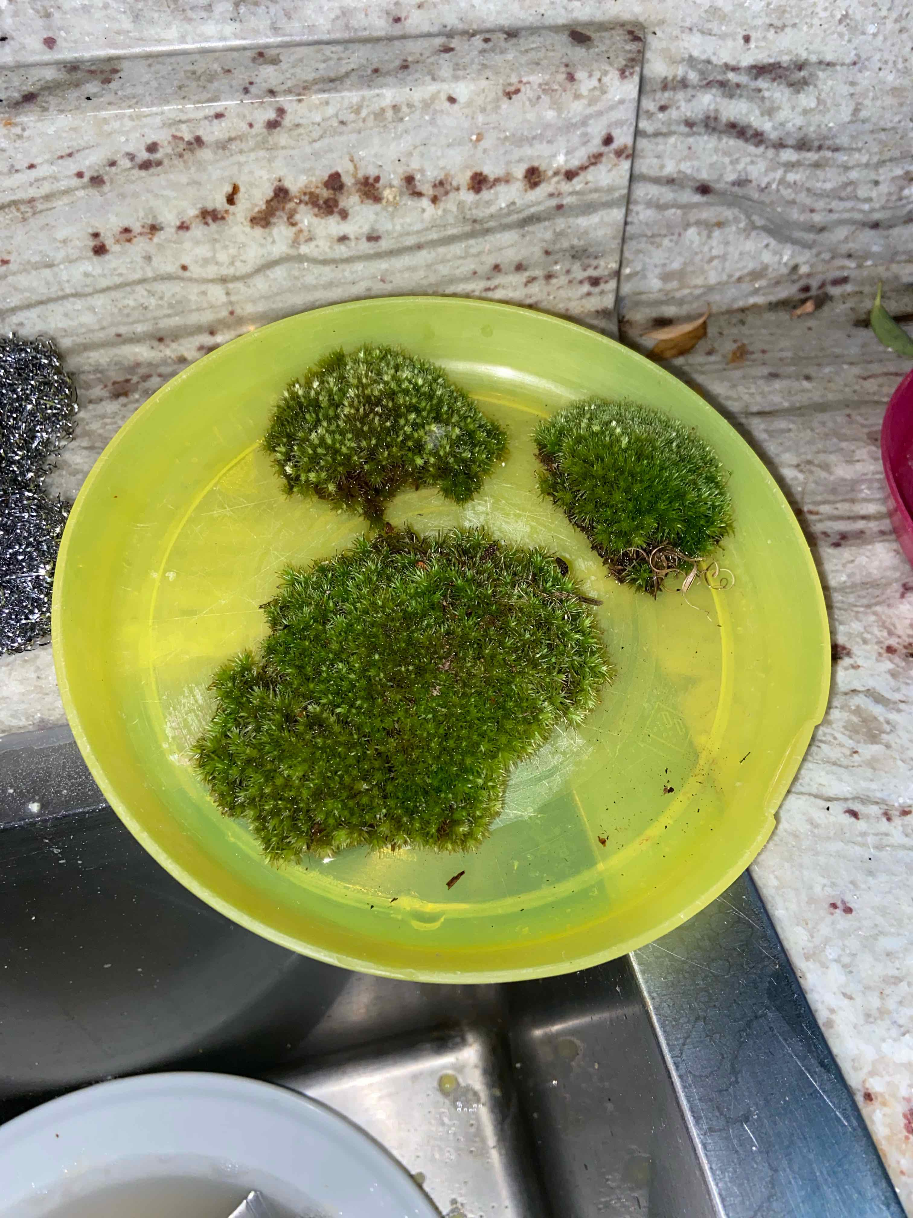 Patches of Large White-Moss on a yellow plate near a sink, appearing green and healthy.