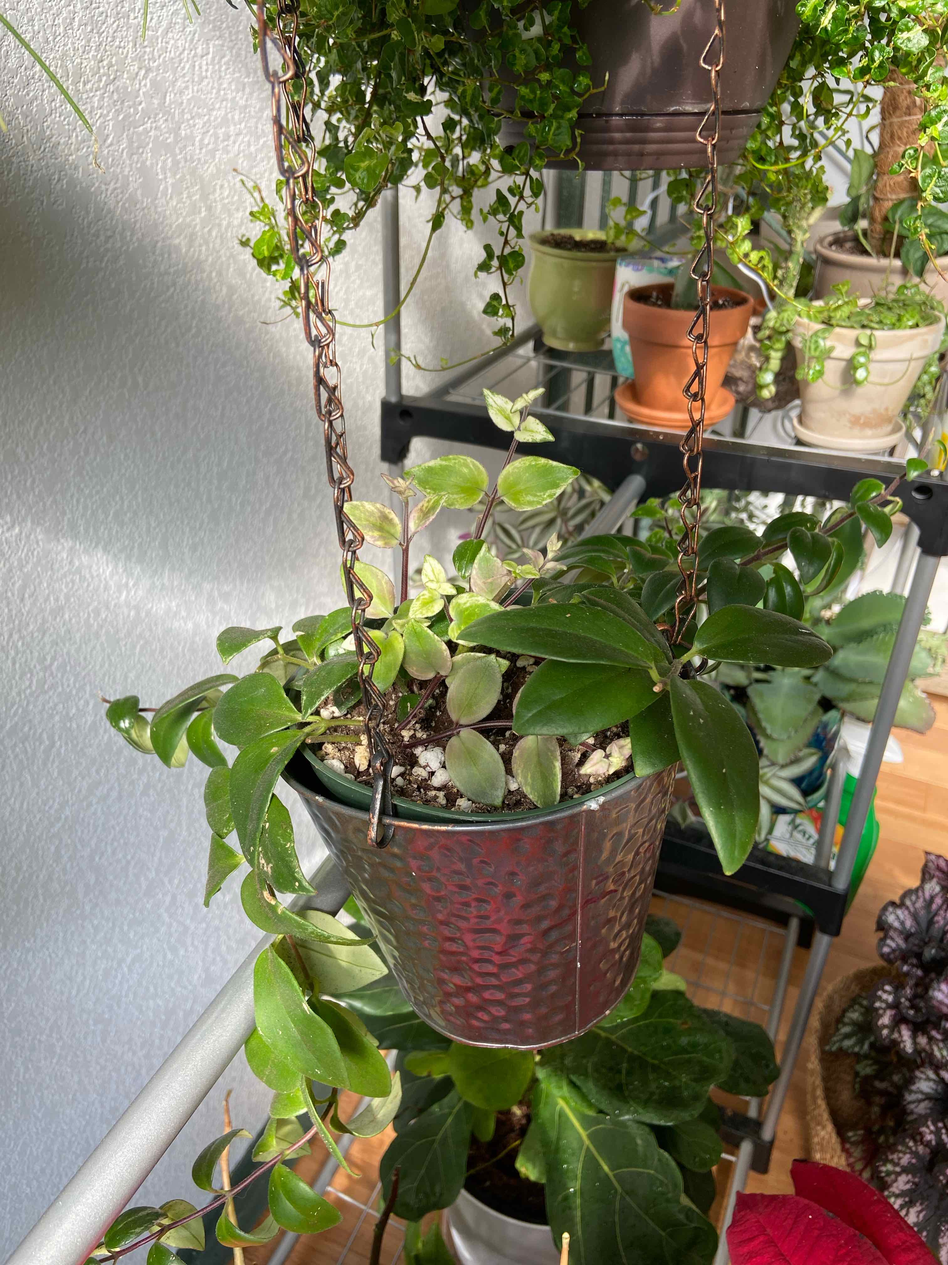 Variegated Lipstick Vine in a hanging pot with visible soil, surrounded by other plants.