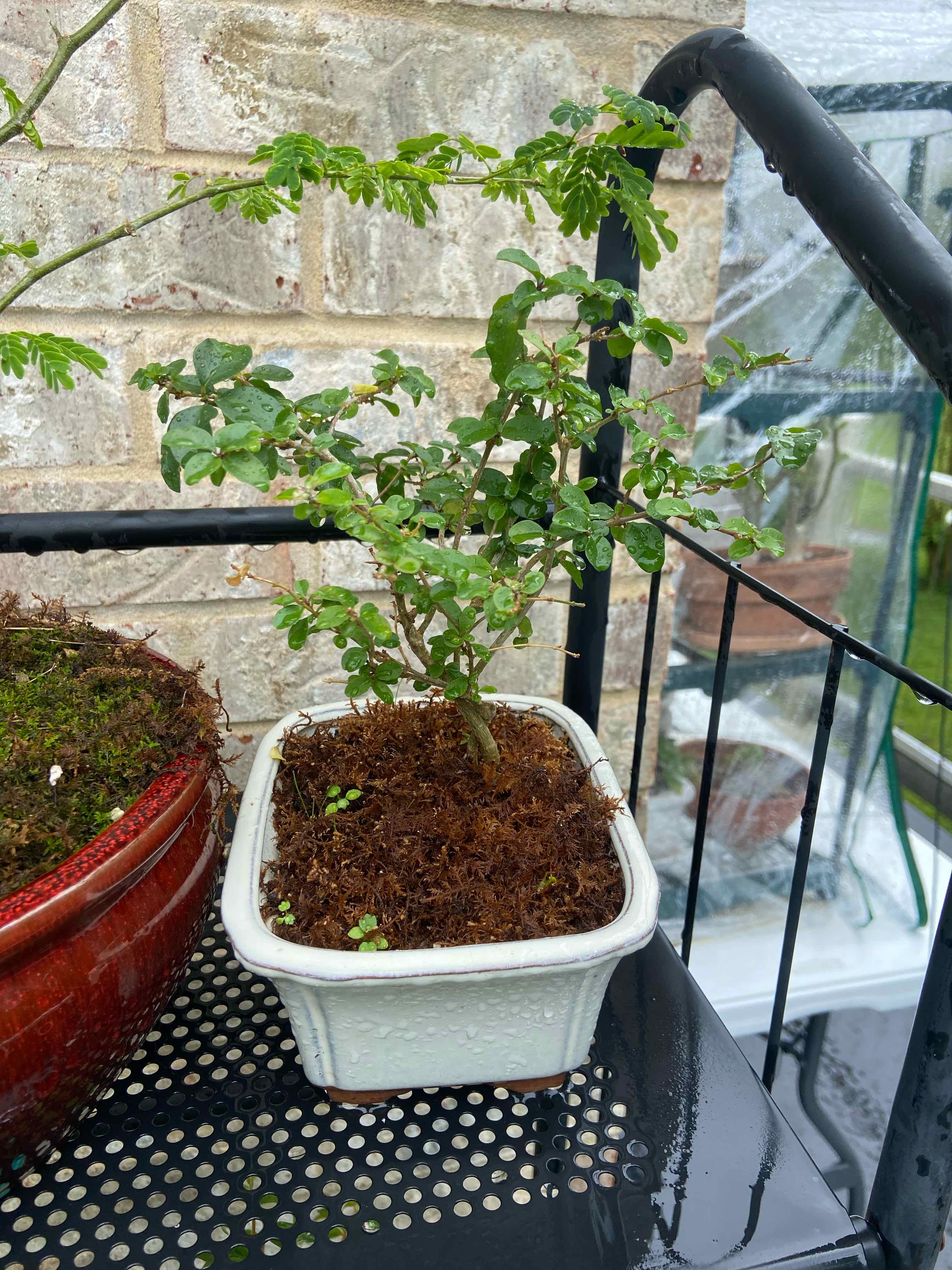 Potted Chinese Privet plant with green leaves, visible soil, and no signs of disease.