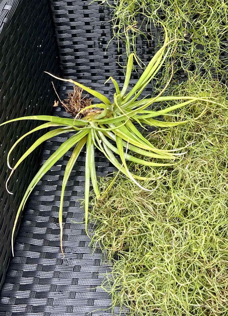 Capitata Air Plant on a woven surface, appears healthy with green leaves.