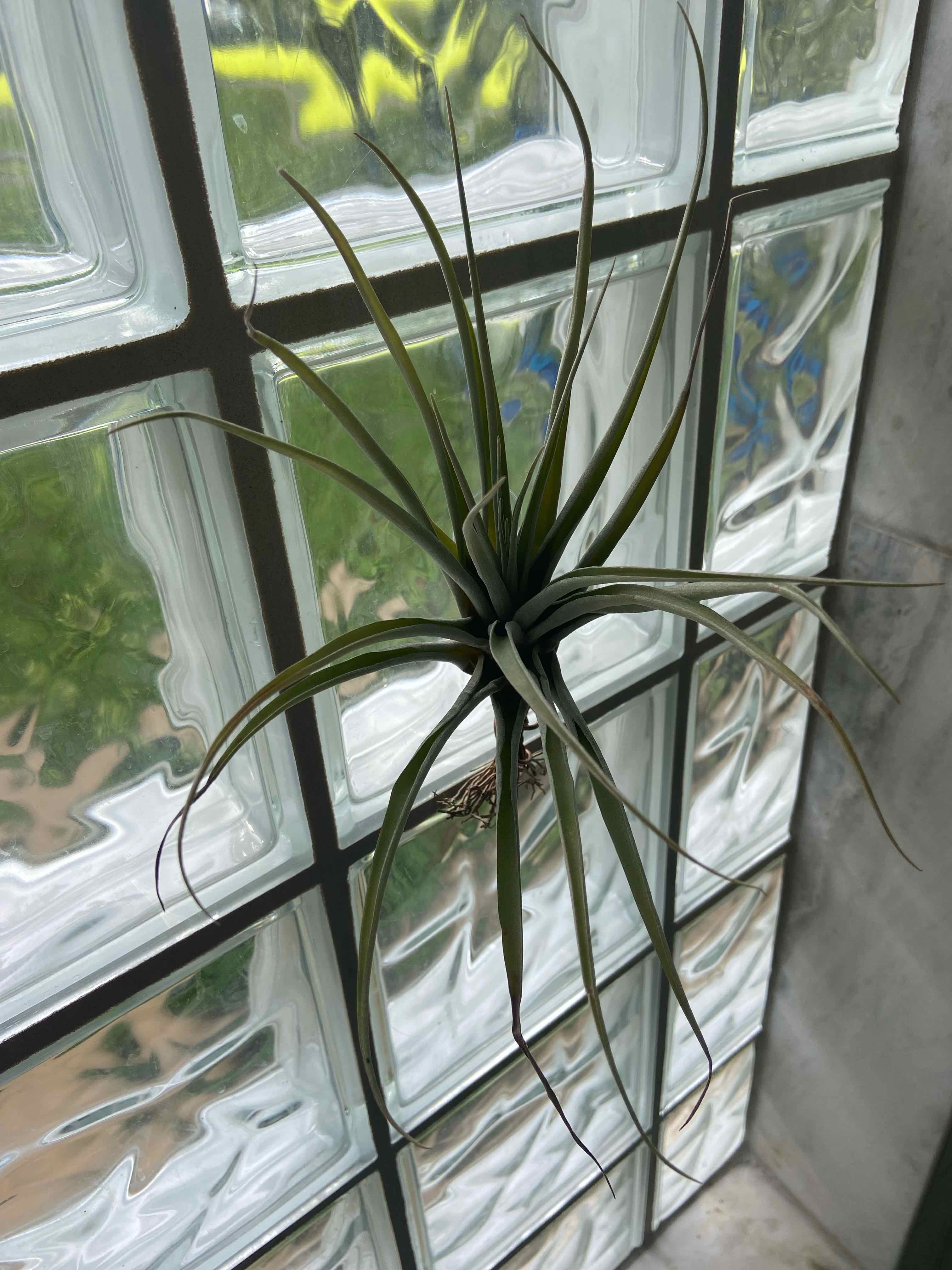 Capitata Air Plant attached to a glass window, appears healthy with no discoloration.