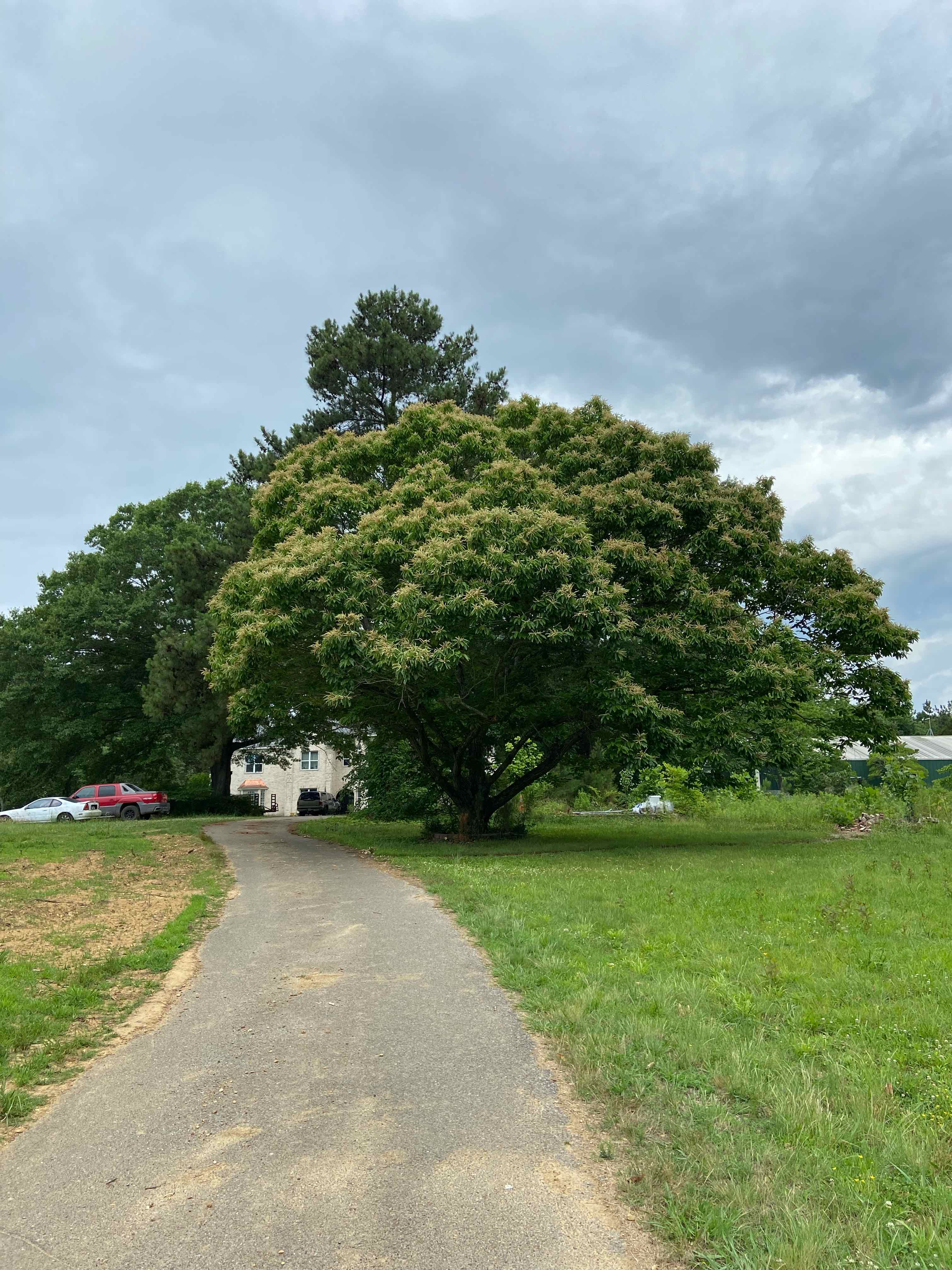 Plant care for Augustine Oak on Greg, the plant care app