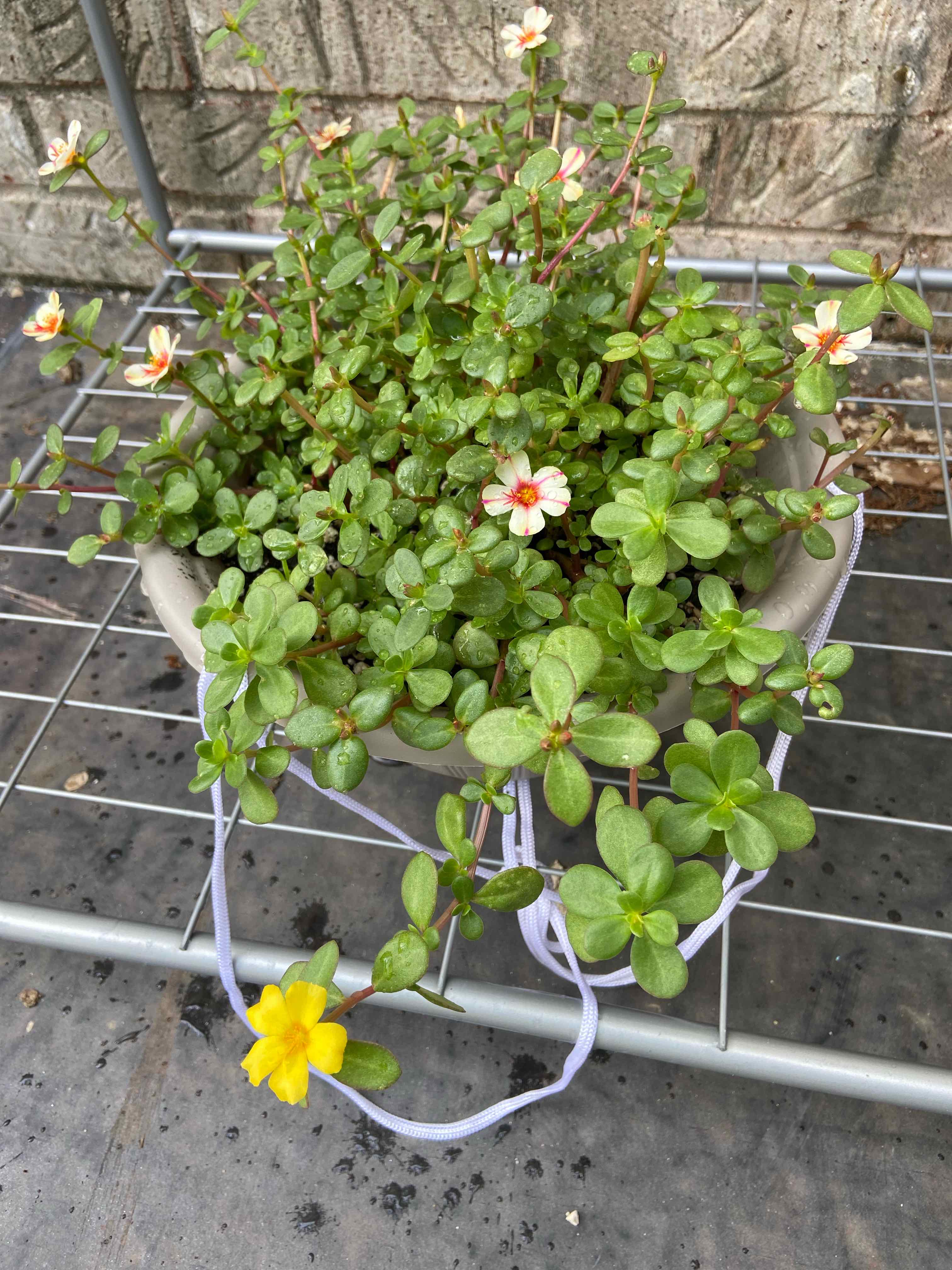 Year-Round Light Requirements For Your Wingpod Purslane