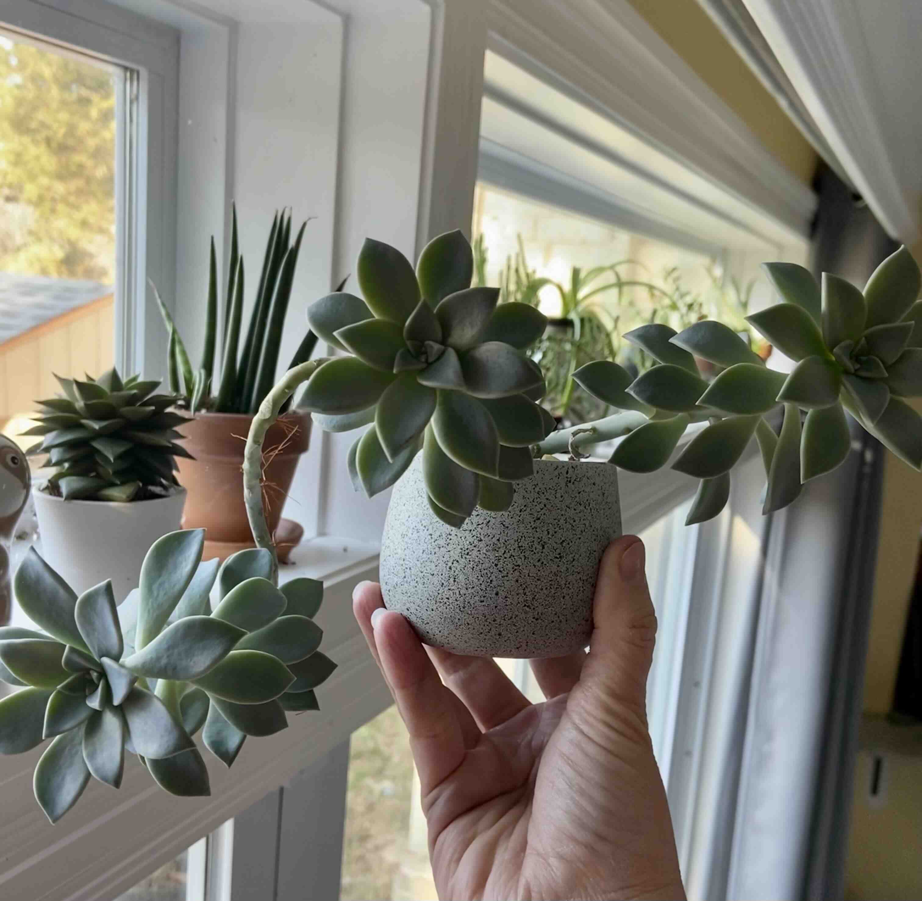 Sedeveria 'Sorrento™' plant in a pot, held by a hand, with other plants in the background.