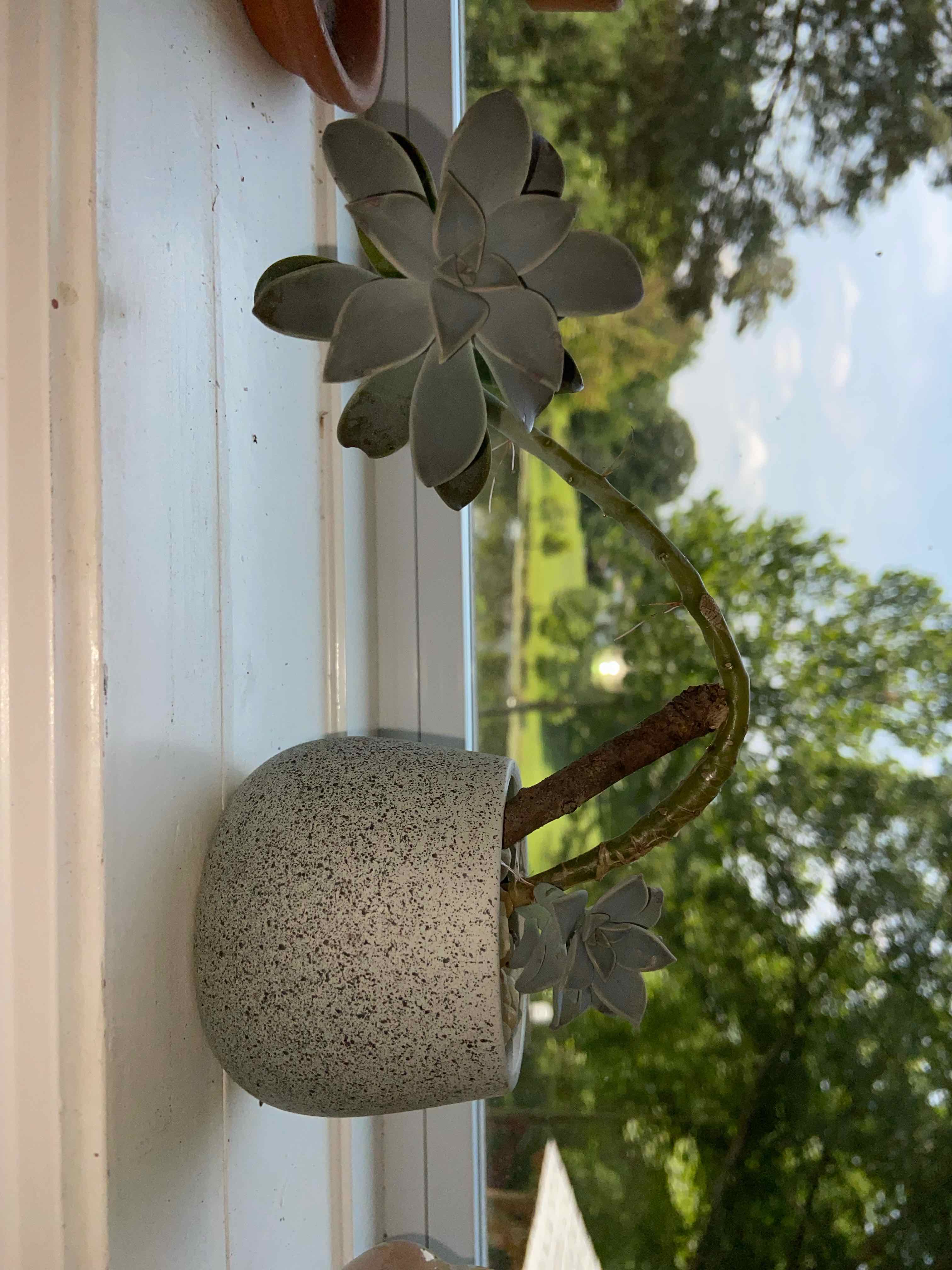 Why Are There Black Spots on My Sedeveria 'Sorrento' Leaves?