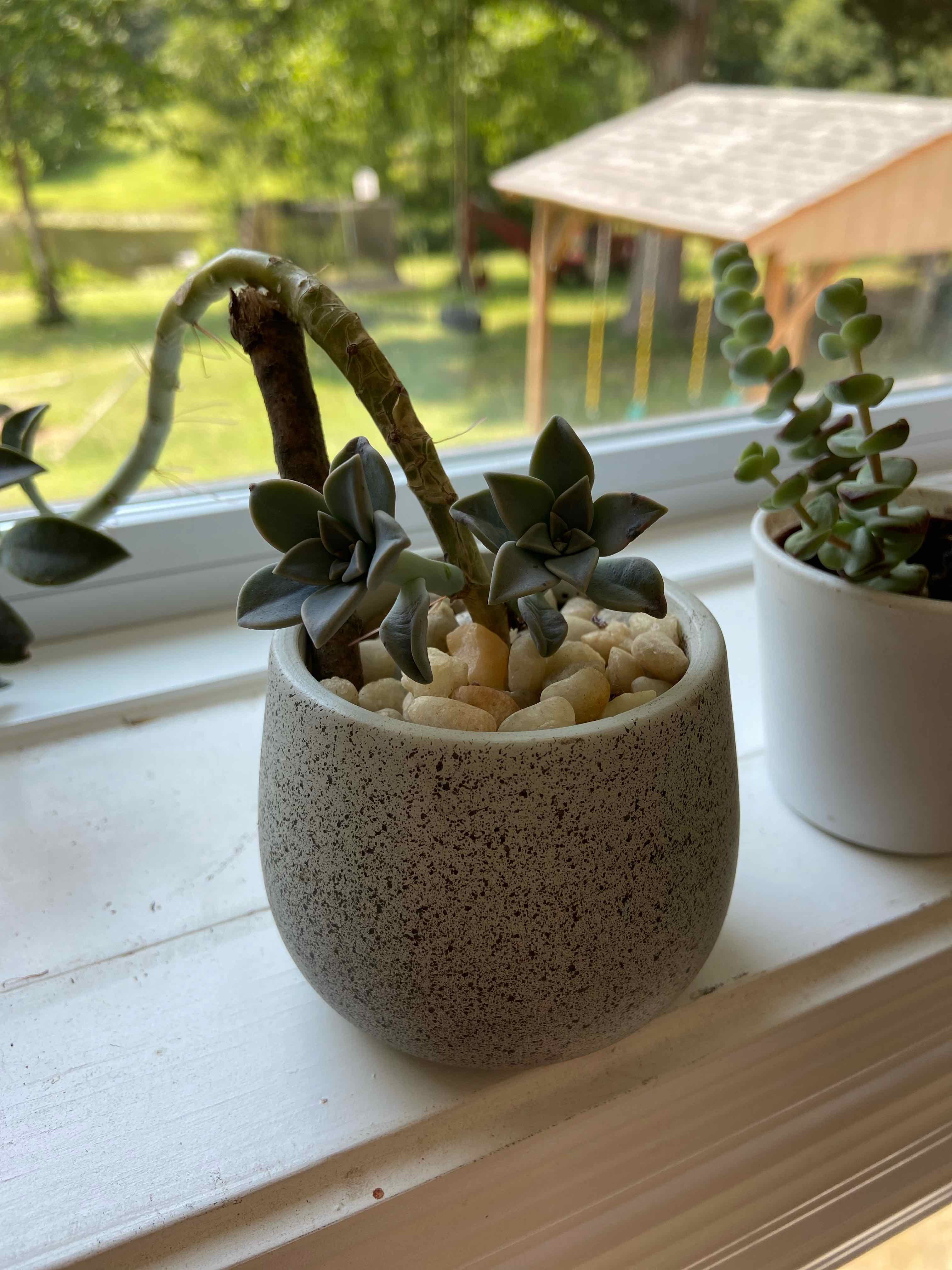 Potted Sedeveria 'Sorrento™' on a windowsill with another plant in the background.