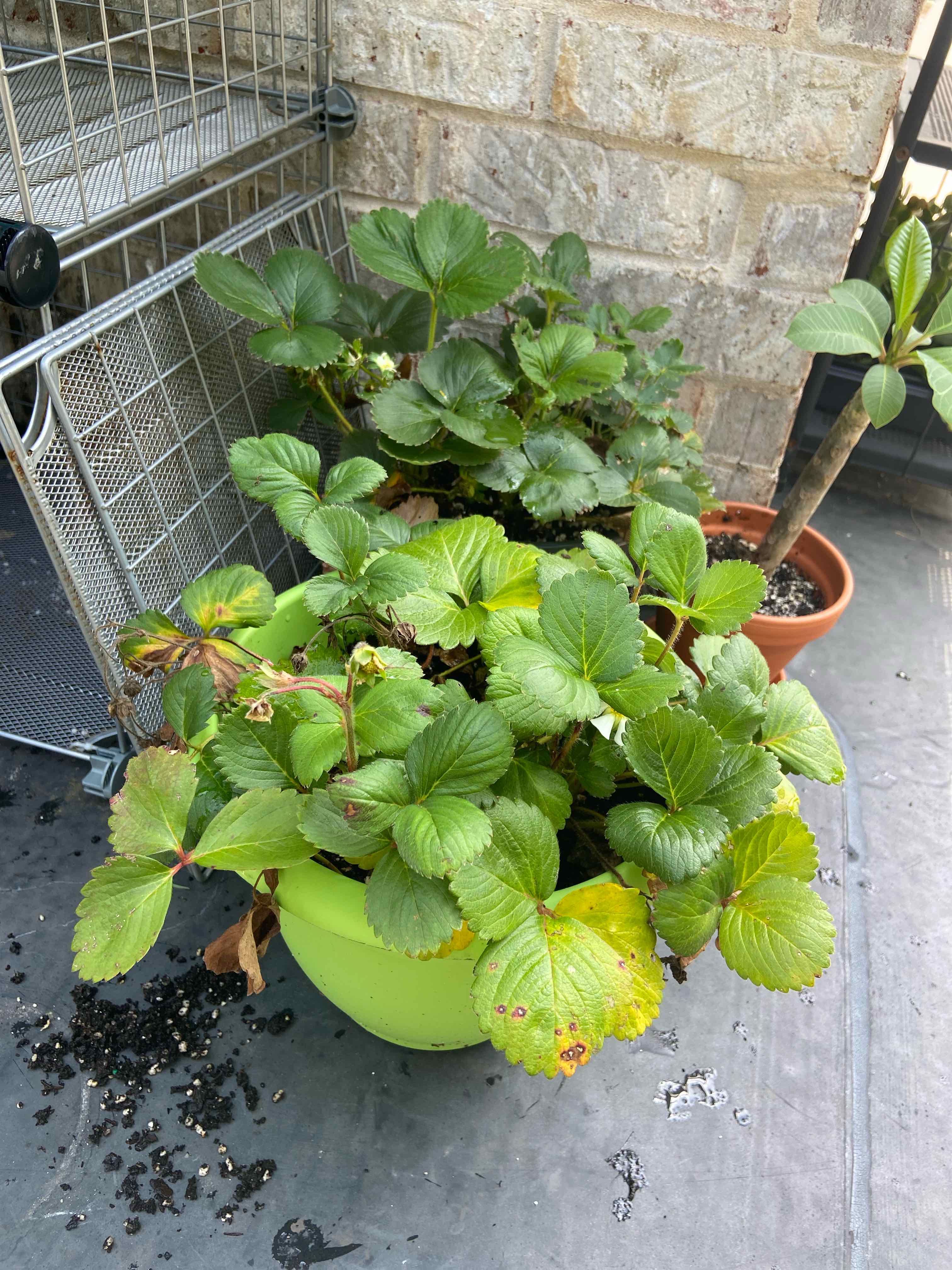 Beach Strawberry plant in a green pot with some yellowing and browning leaves.