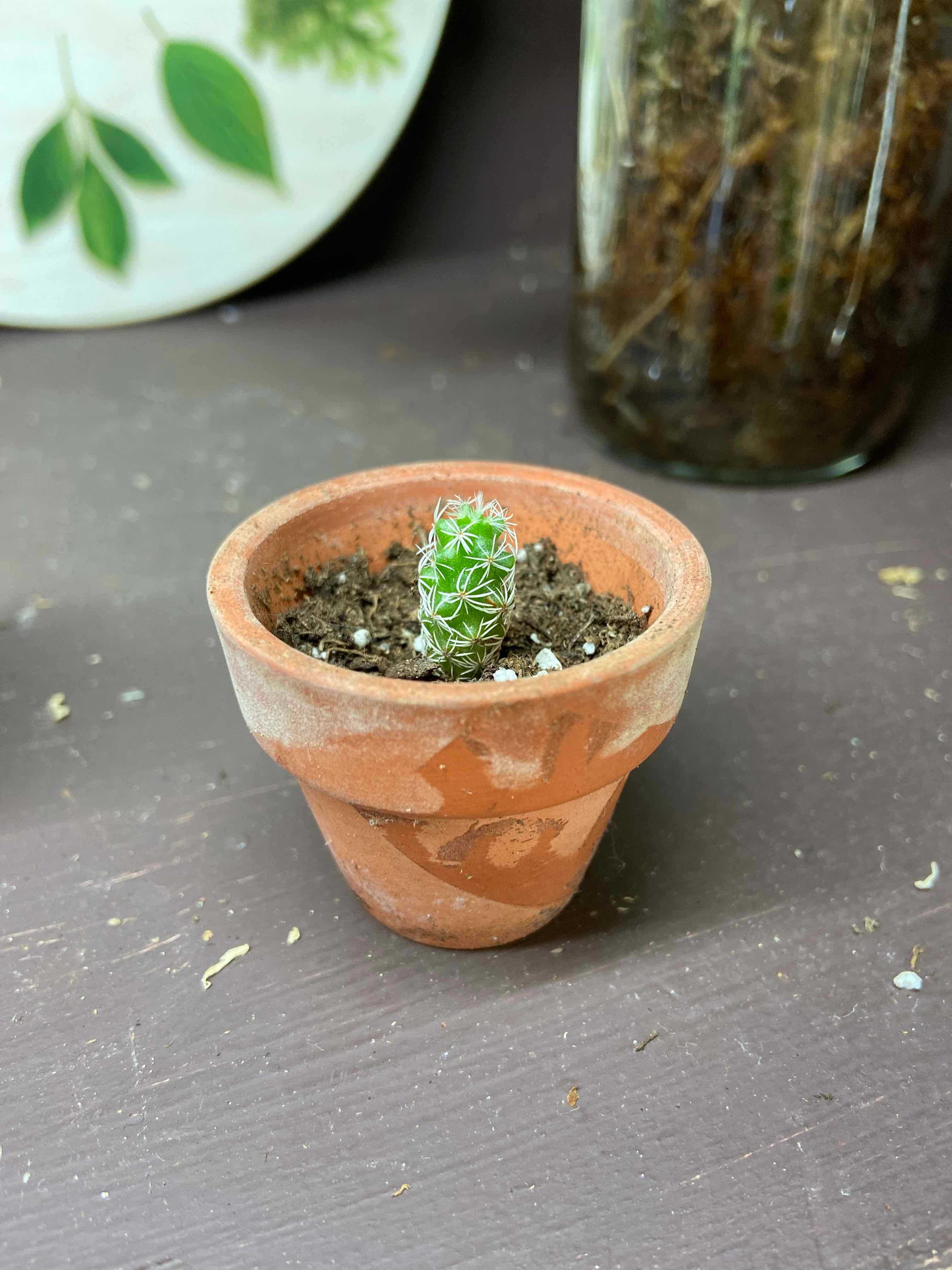 A healthy Thimble Cactus in a terracotta pot with visible soil.