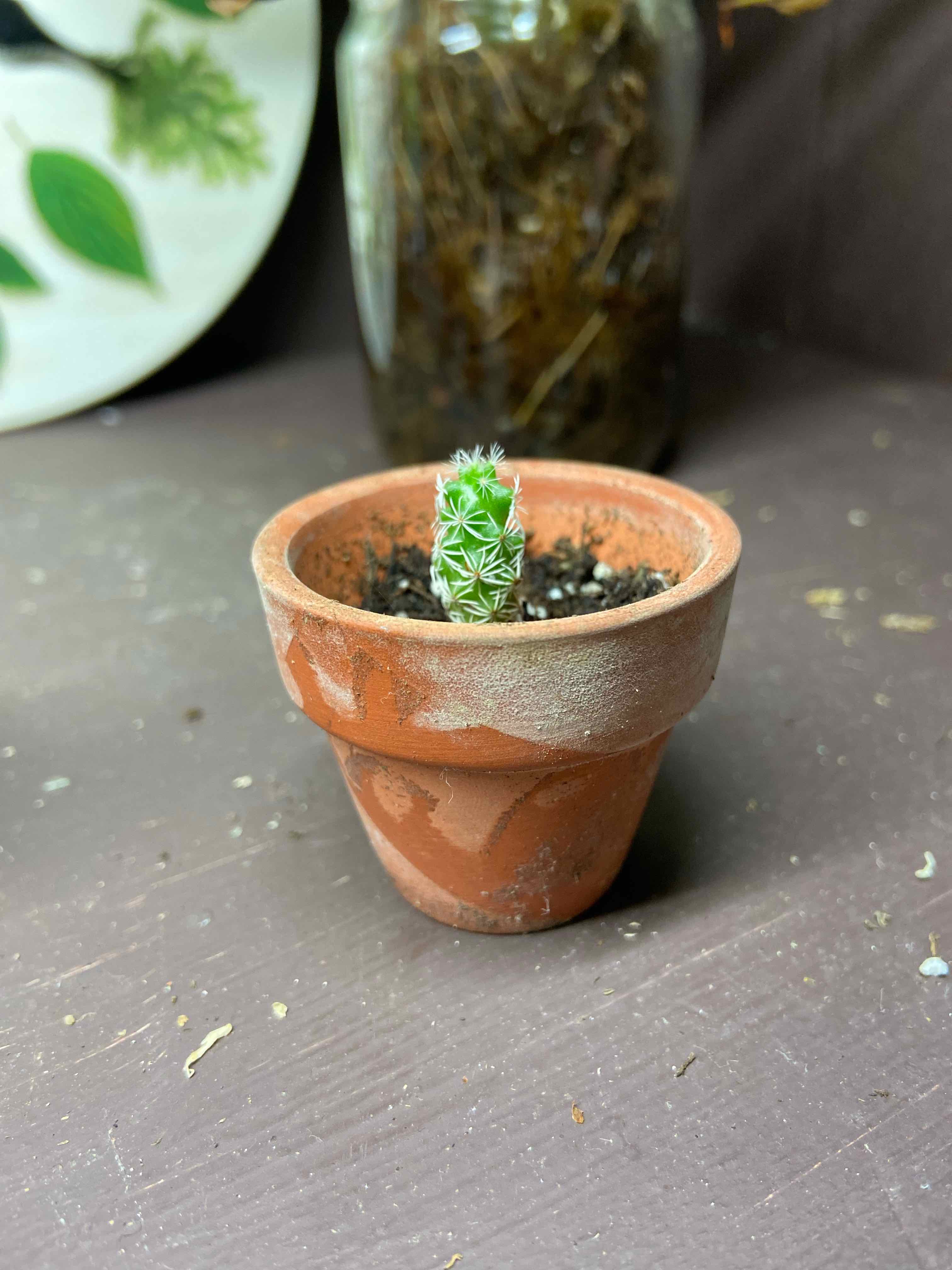 A healthy Thimble Cactus in a terracotta pot with visible soil.