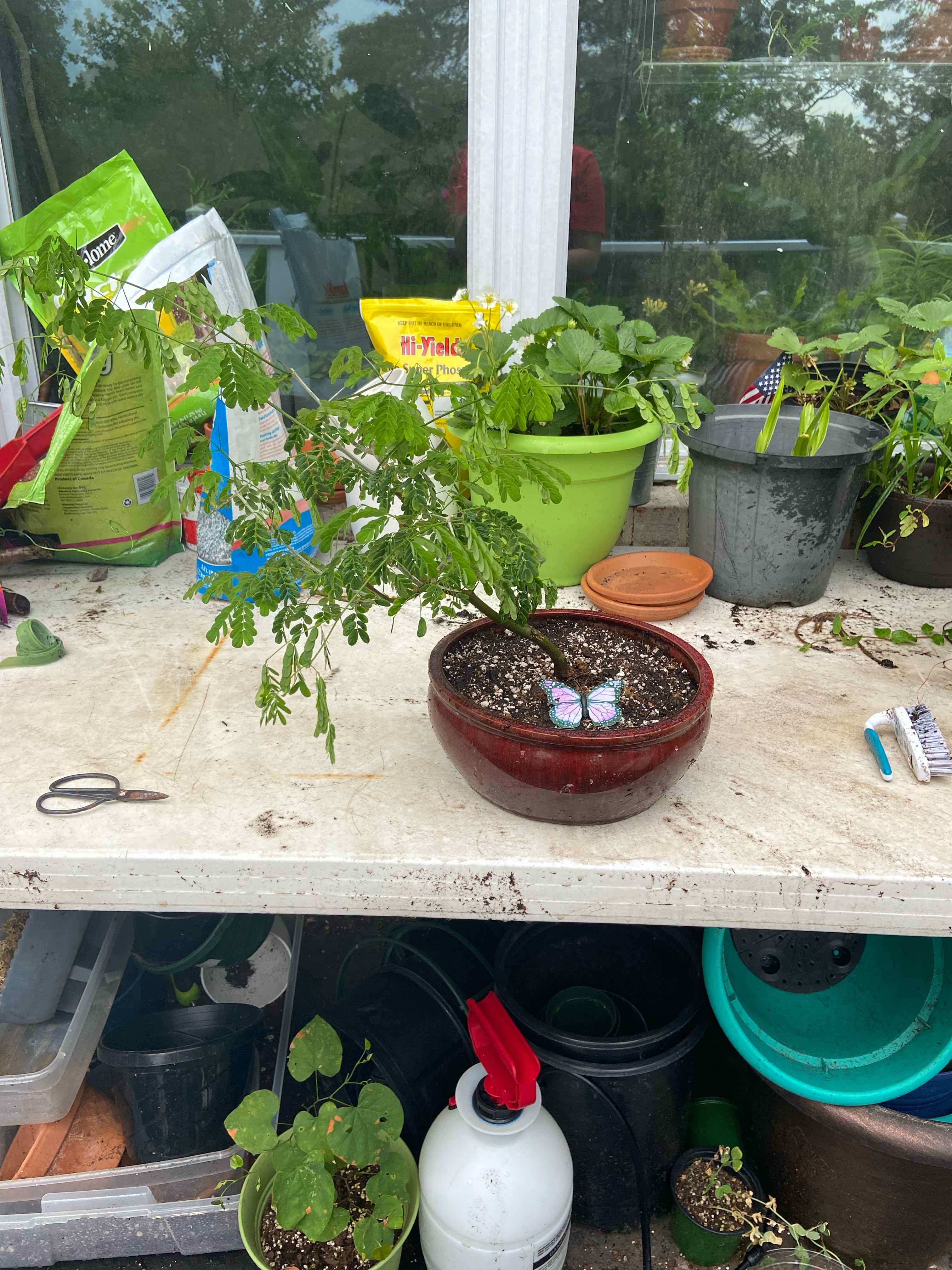 Brazilian Rain Tree in a pot on a table with visible soil and green leaves.