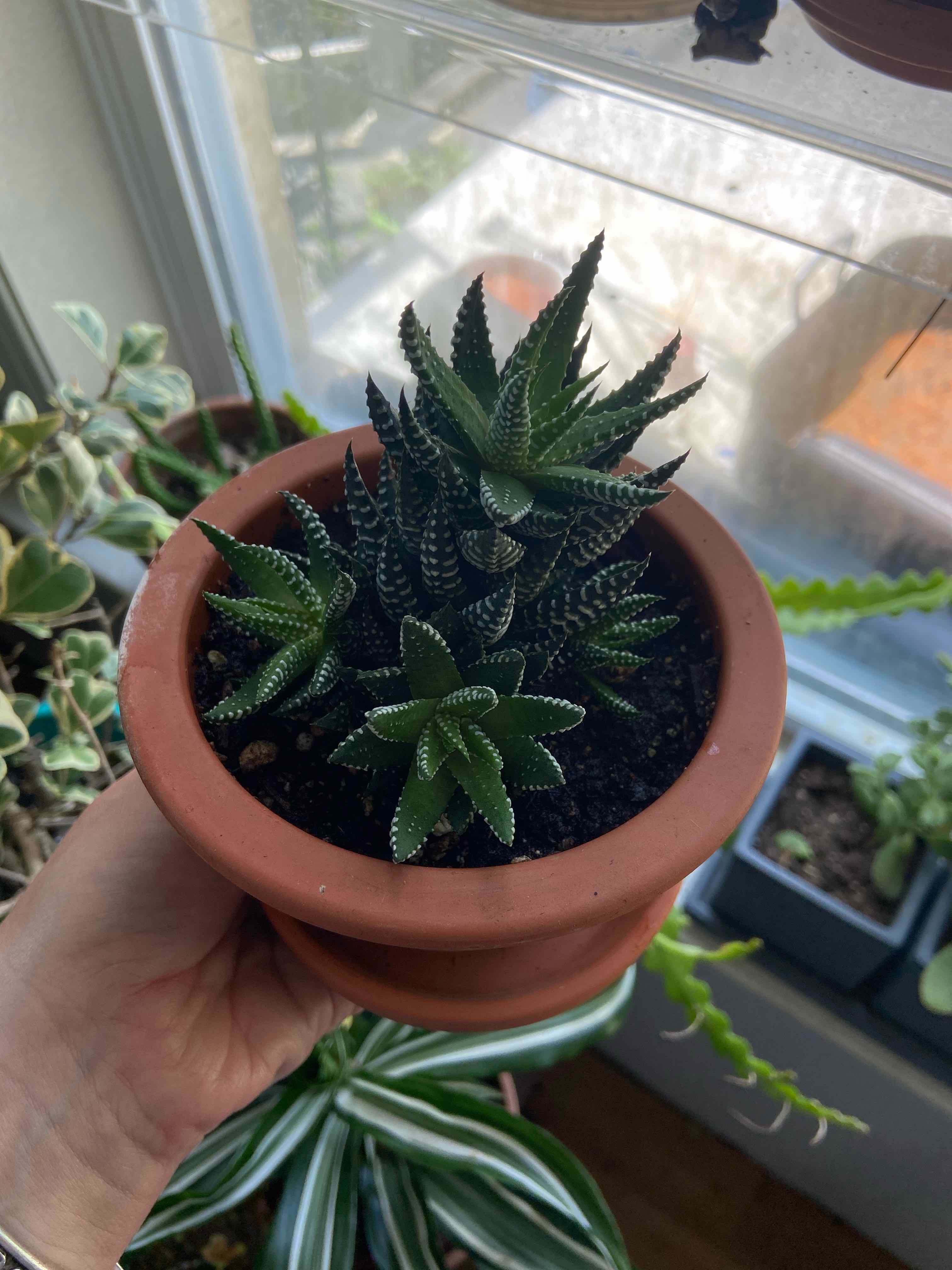 A healthy Zebra Wart plant (Haworthiopsis attenuata) in a terracotta pot, held by a hand.
