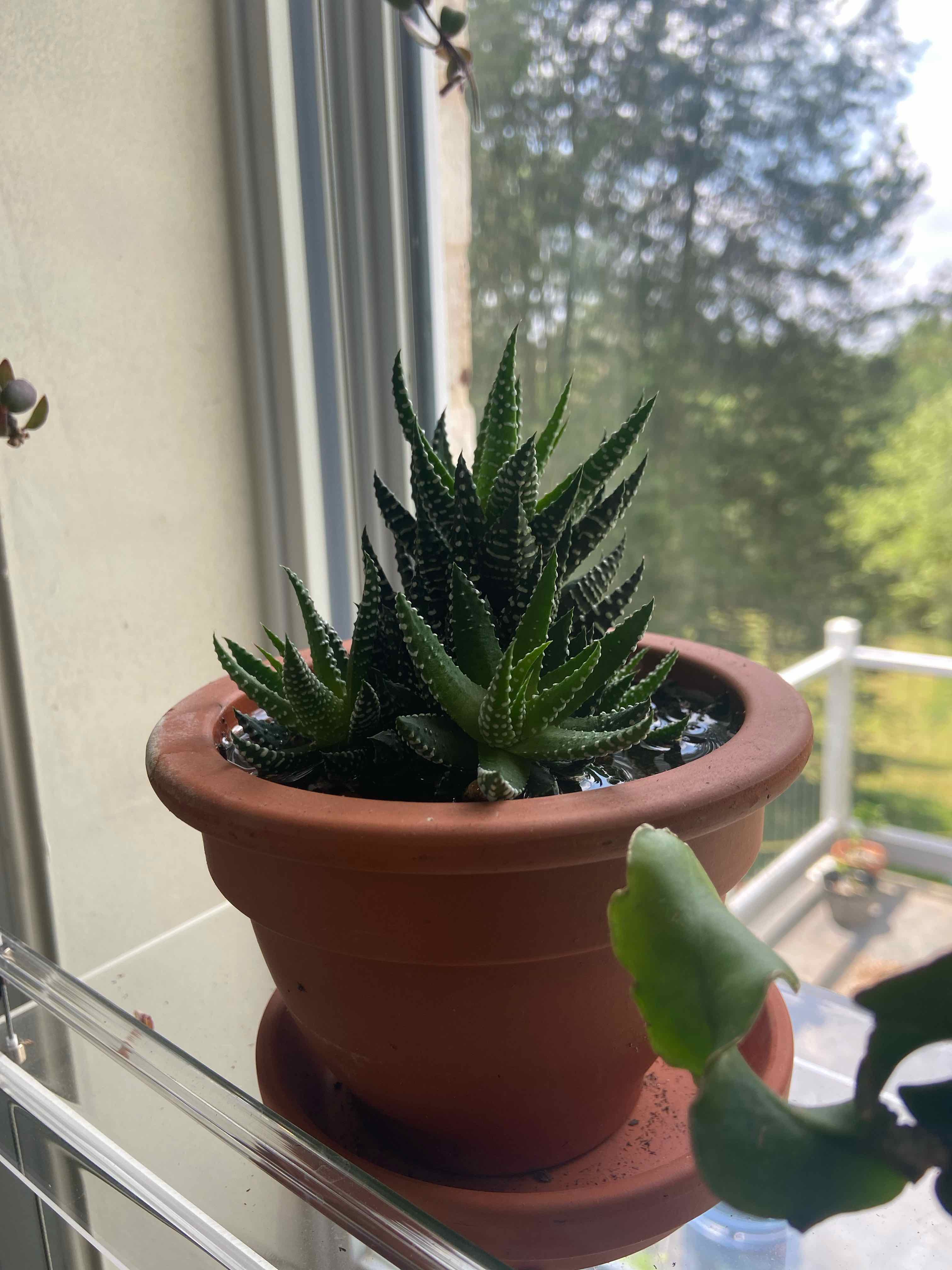 Zebra Wart plant in a terracotta pot on a windowsill, appearing healthy.