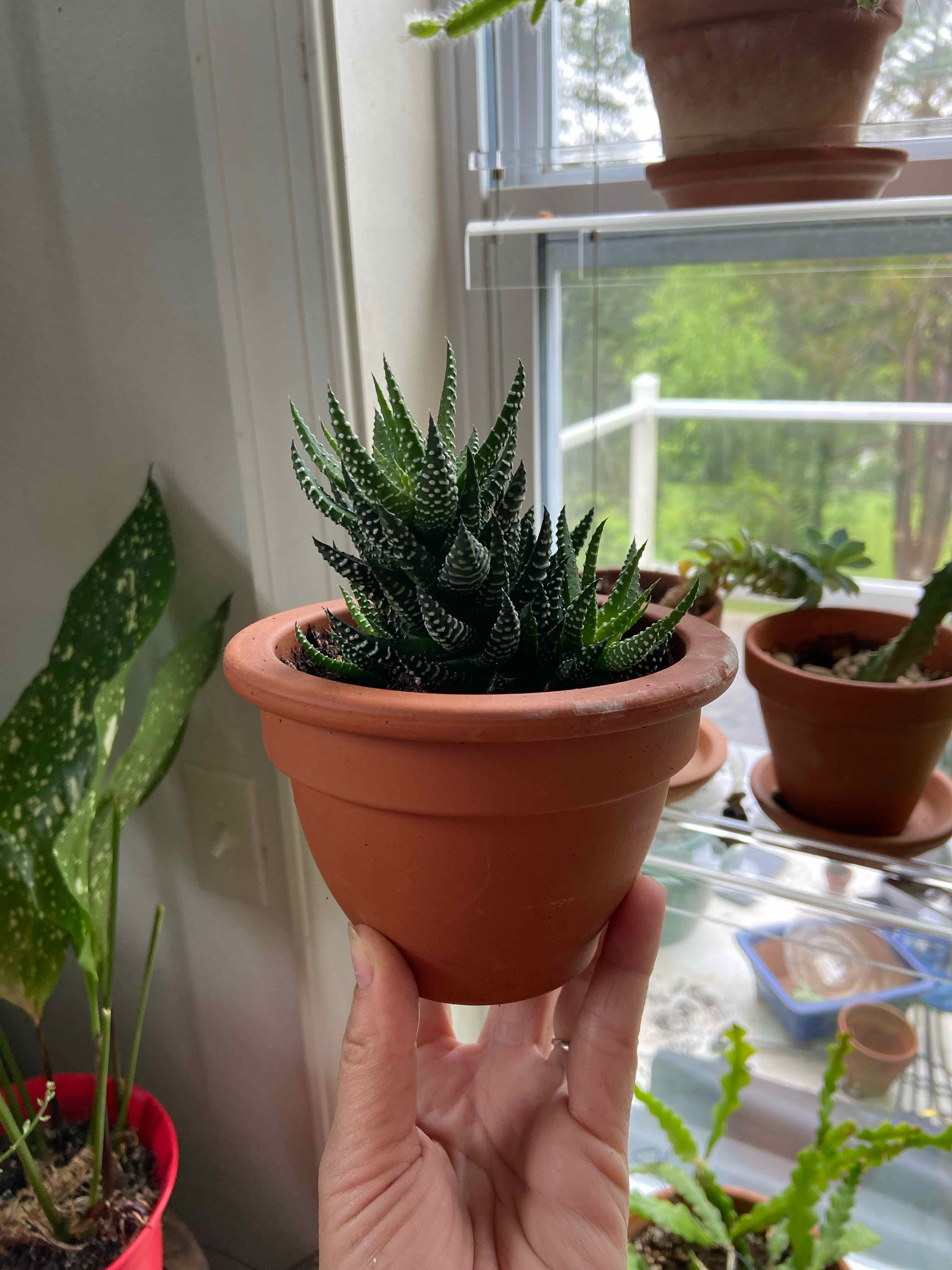 Zebra Wart plant in a terracotta pot, held by a hand, with other plants in the background.