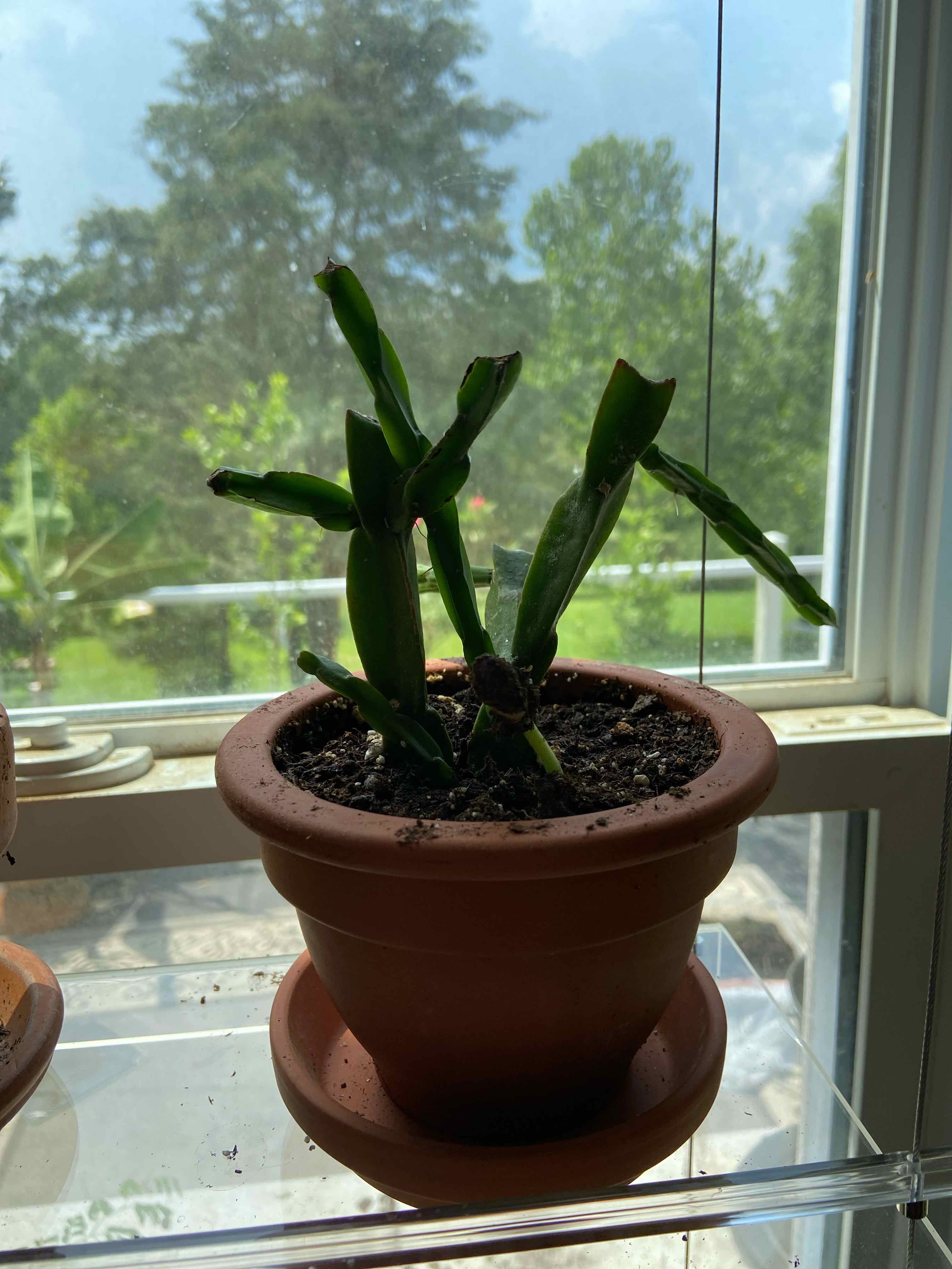 Potted Rhipsalis paradoxa plant on a windowsill with green segmented stems.