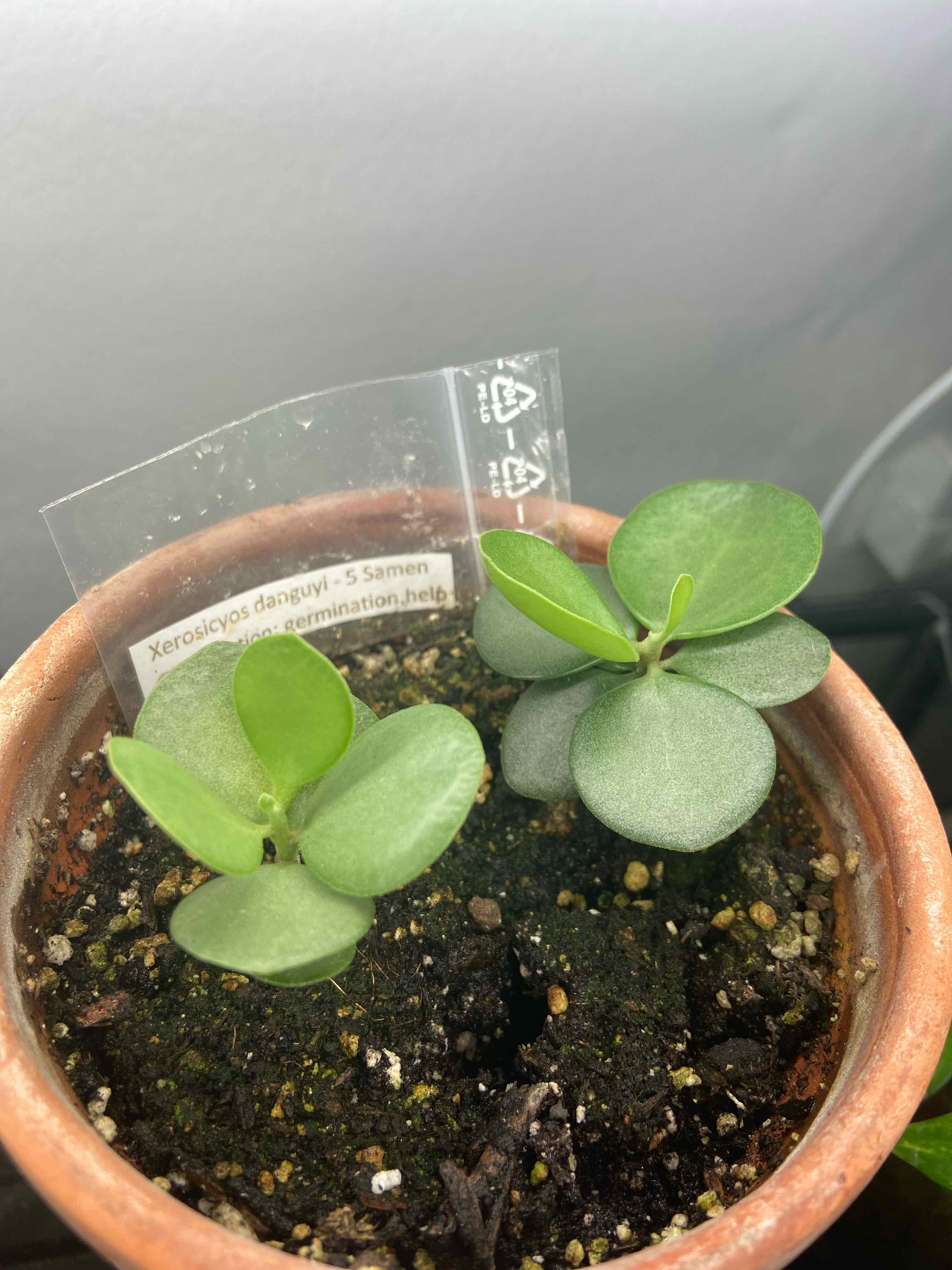 SEEDLINGS- Xerosicyos Danguyi