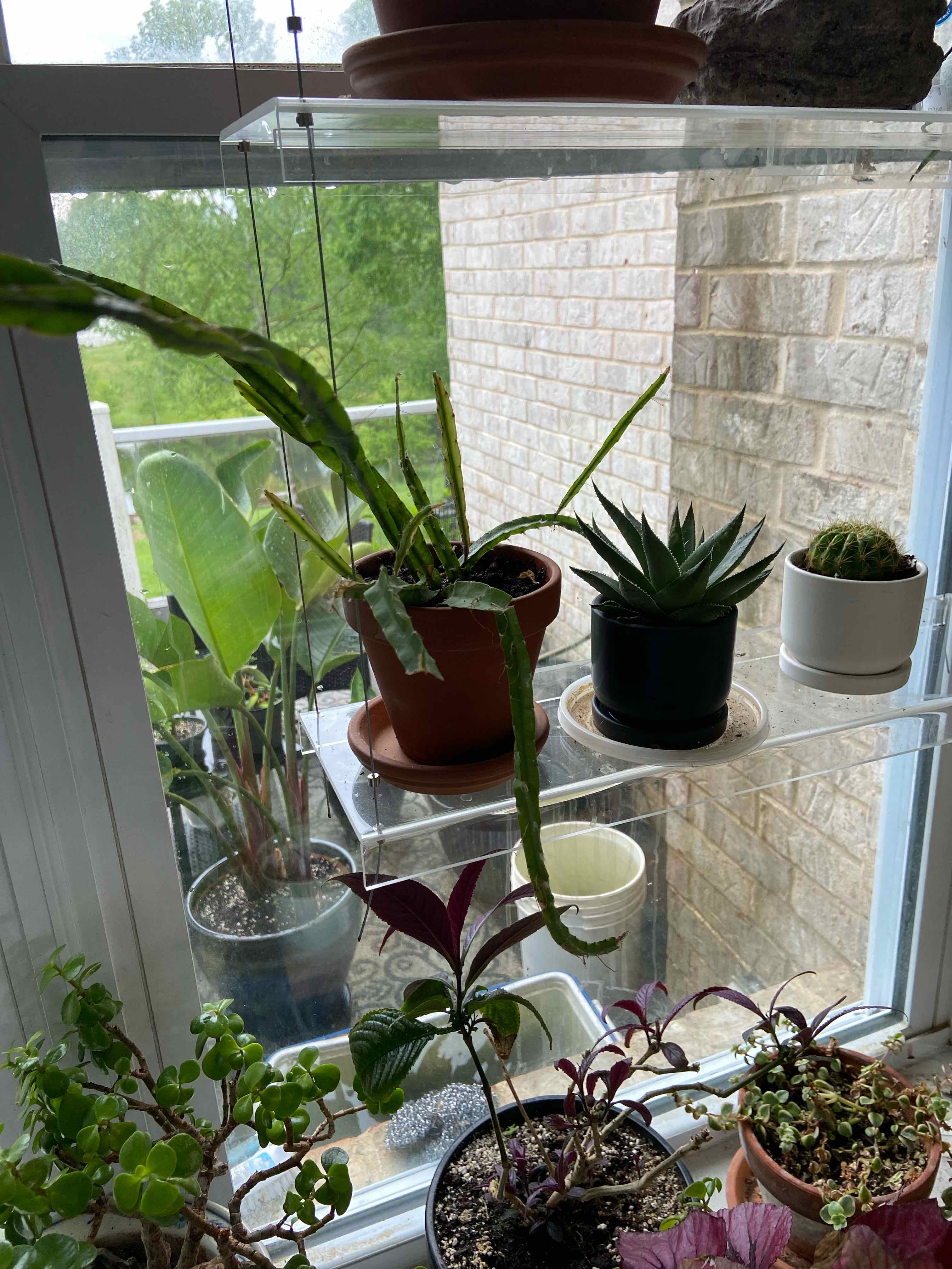 Lepismium cruciforme plant on a shelf by a window with other plants.