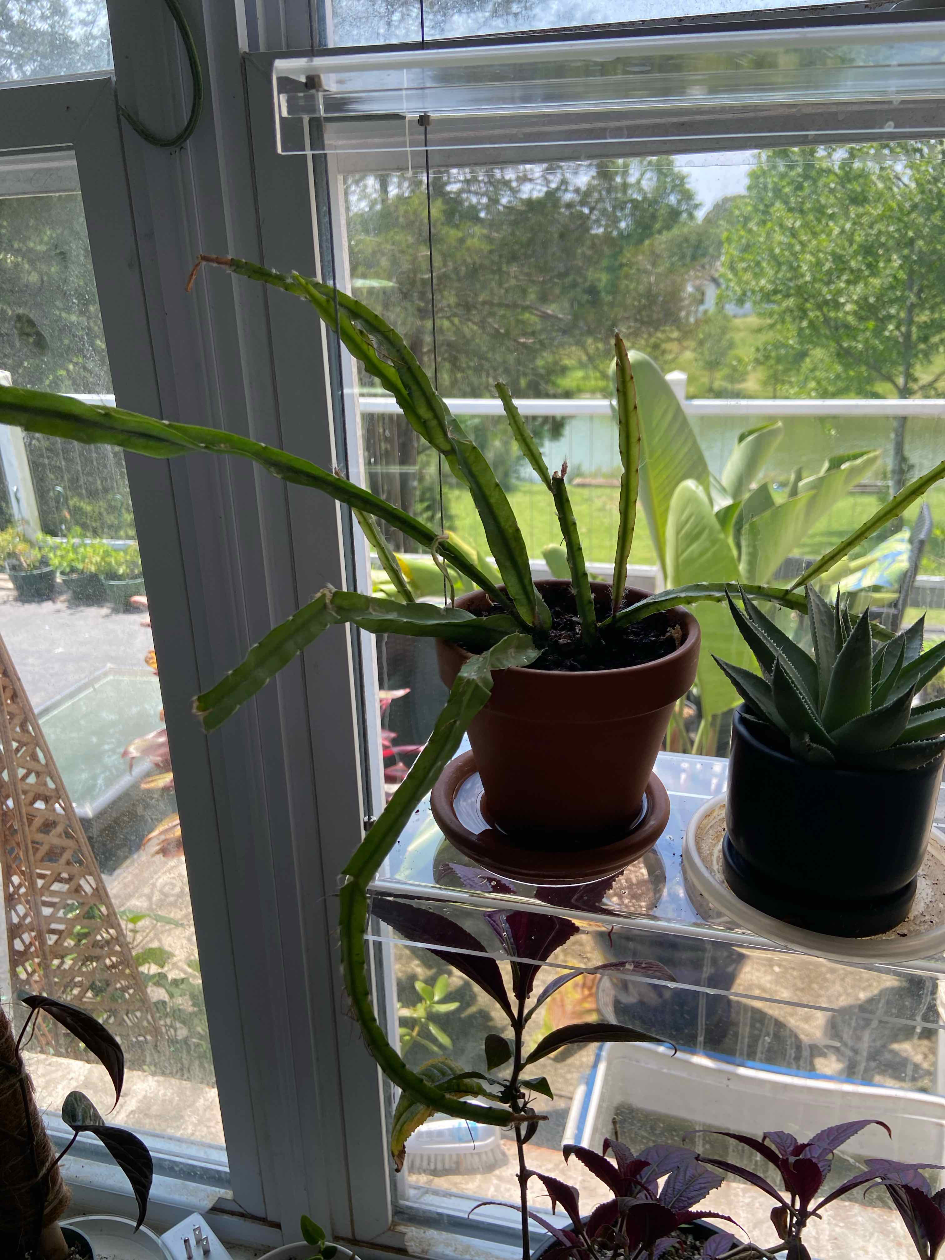 Lepismium cruciforme plant in a pot on a windowsill with other plants in the background.