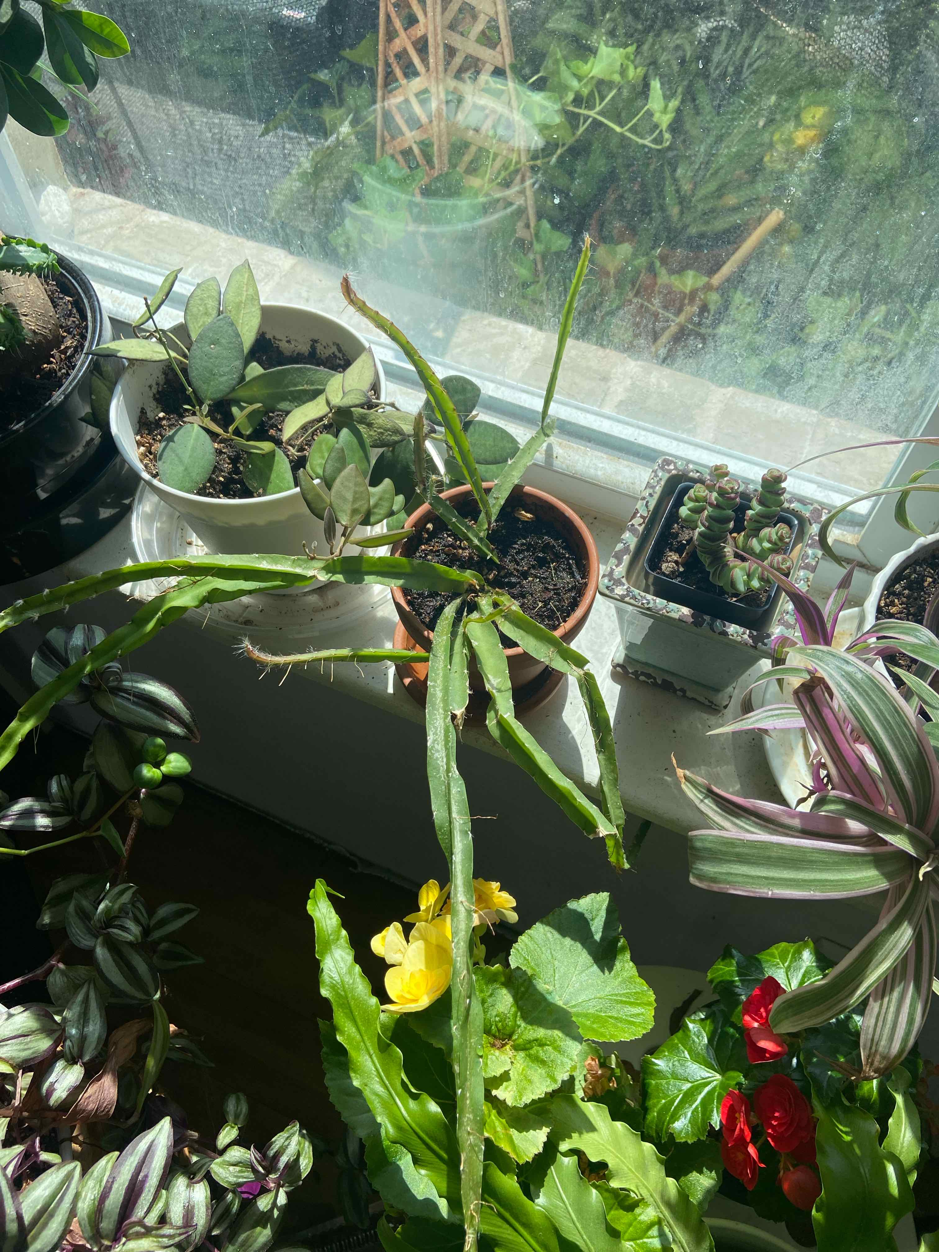 Lepismium cruciforme plant on a windowsill among other plants, with some browning on the stems.