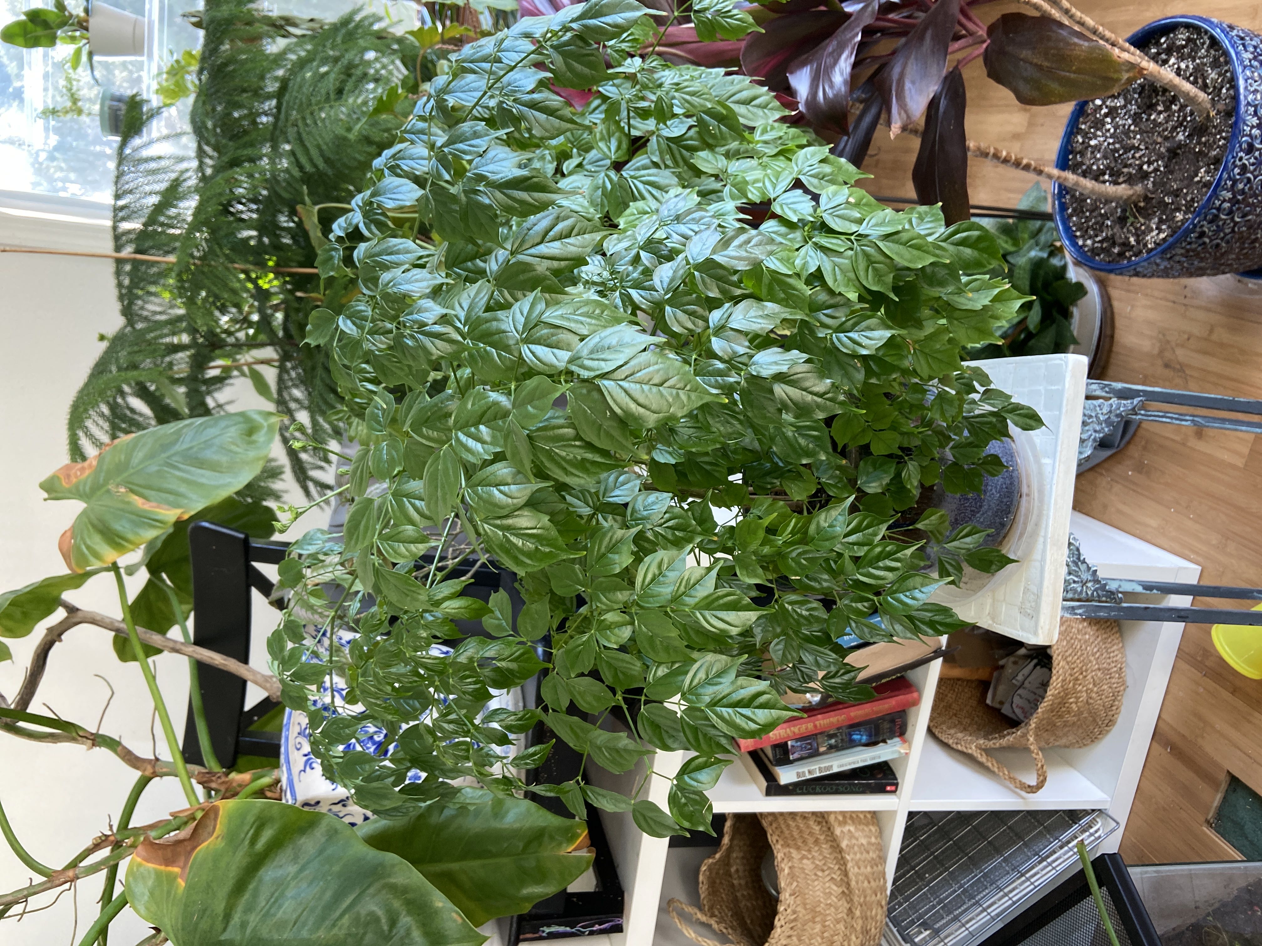Photo from the post