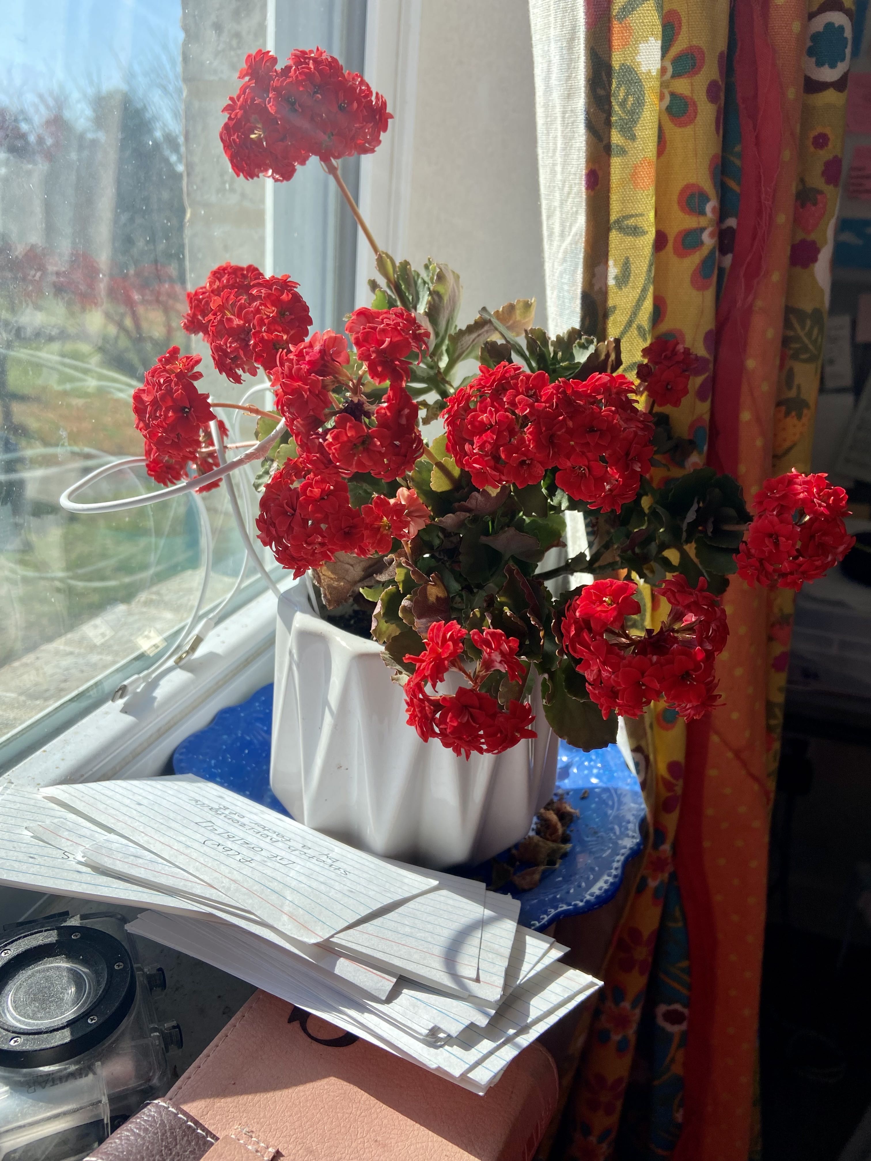 Photo from the post