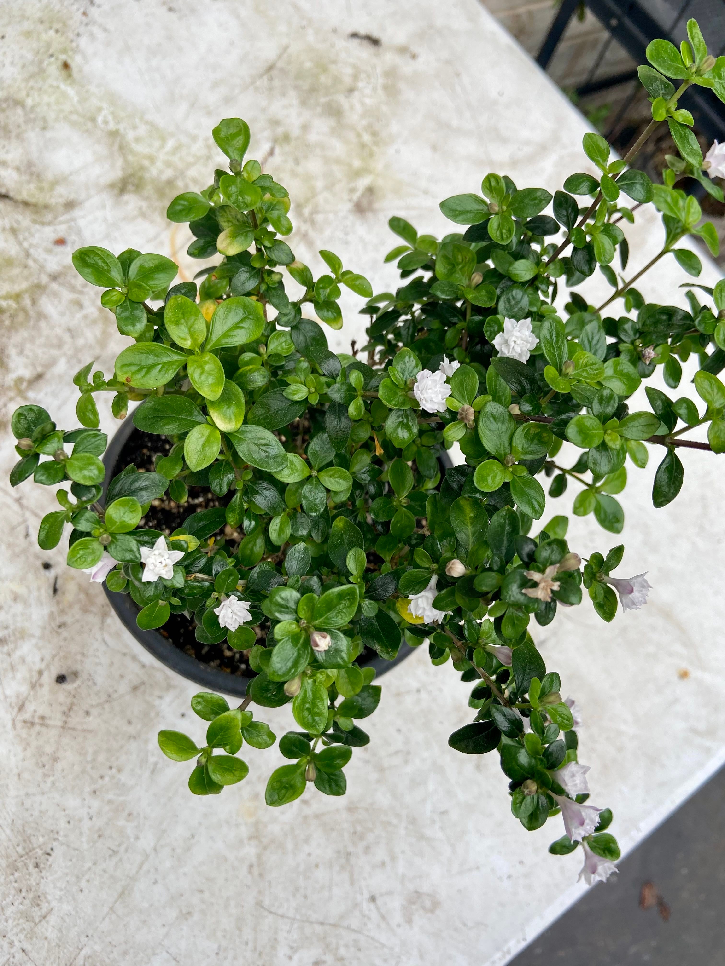 Large Single White Flower Plant Care Water, Light, Nutrients Greg App 🌱