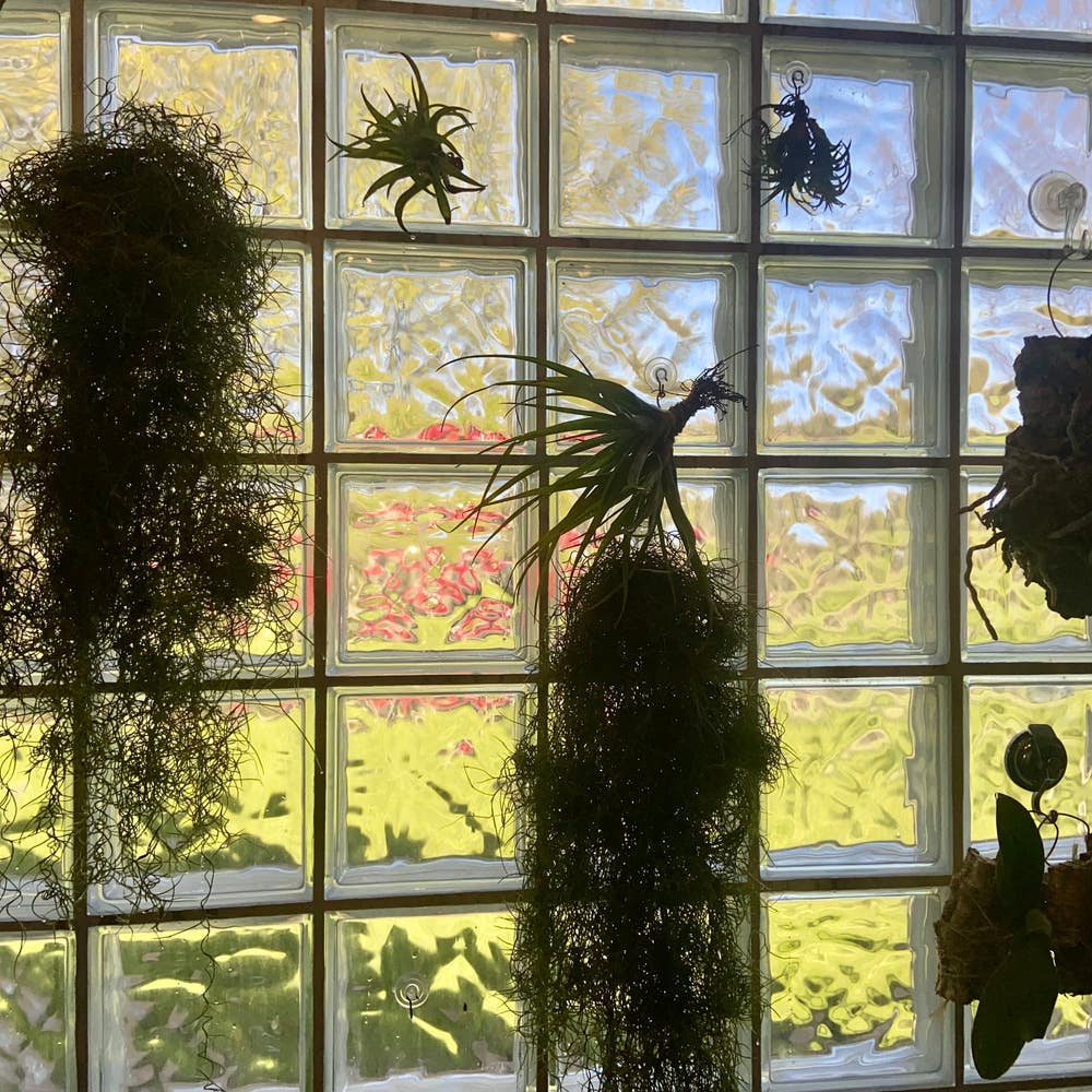 Tried making some moss poles! Used some sphagnum moss with live Spanish moss  on top. I love the look the Spanish moss gives! : r/houseplants