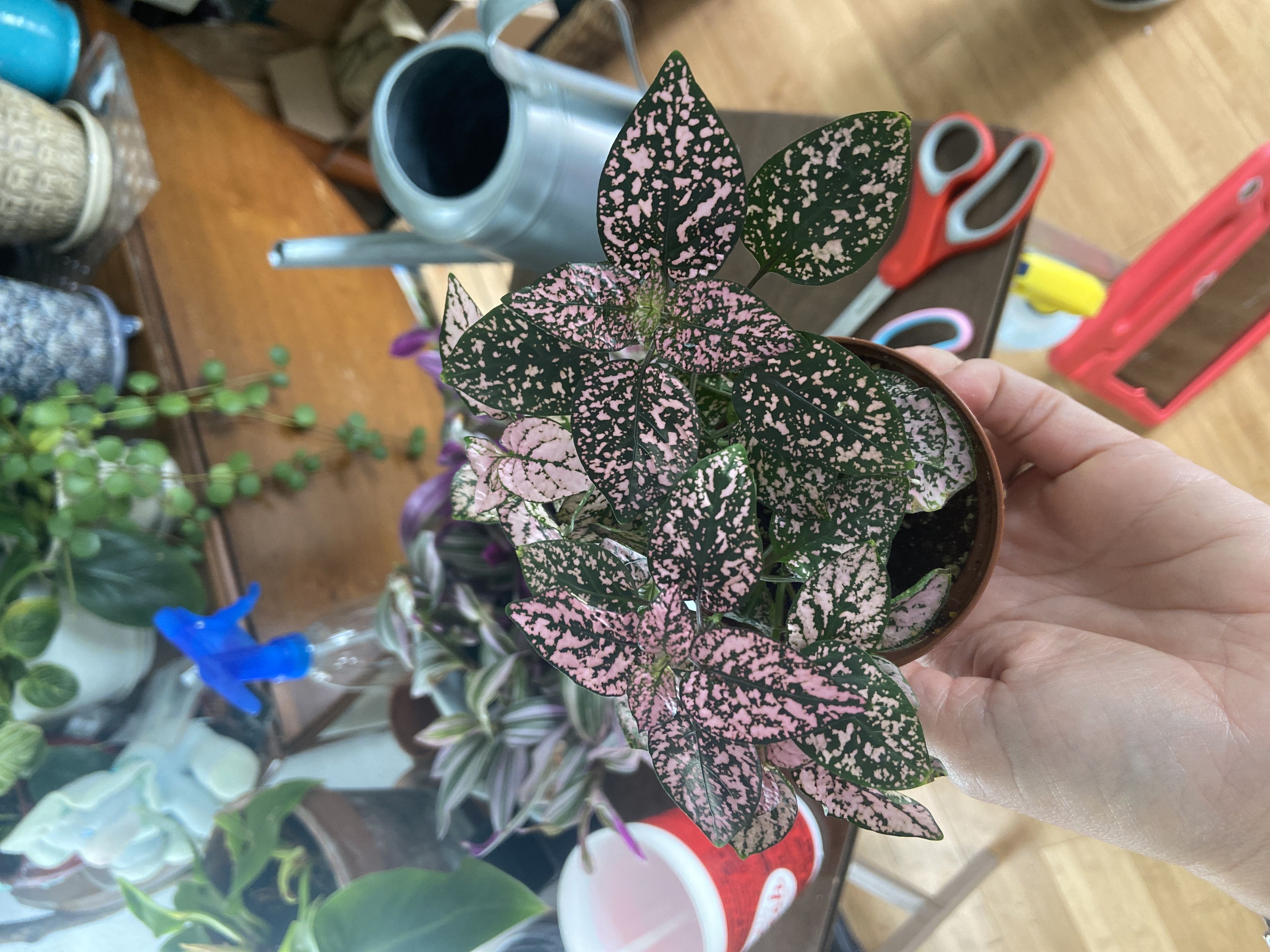 Photo from the post