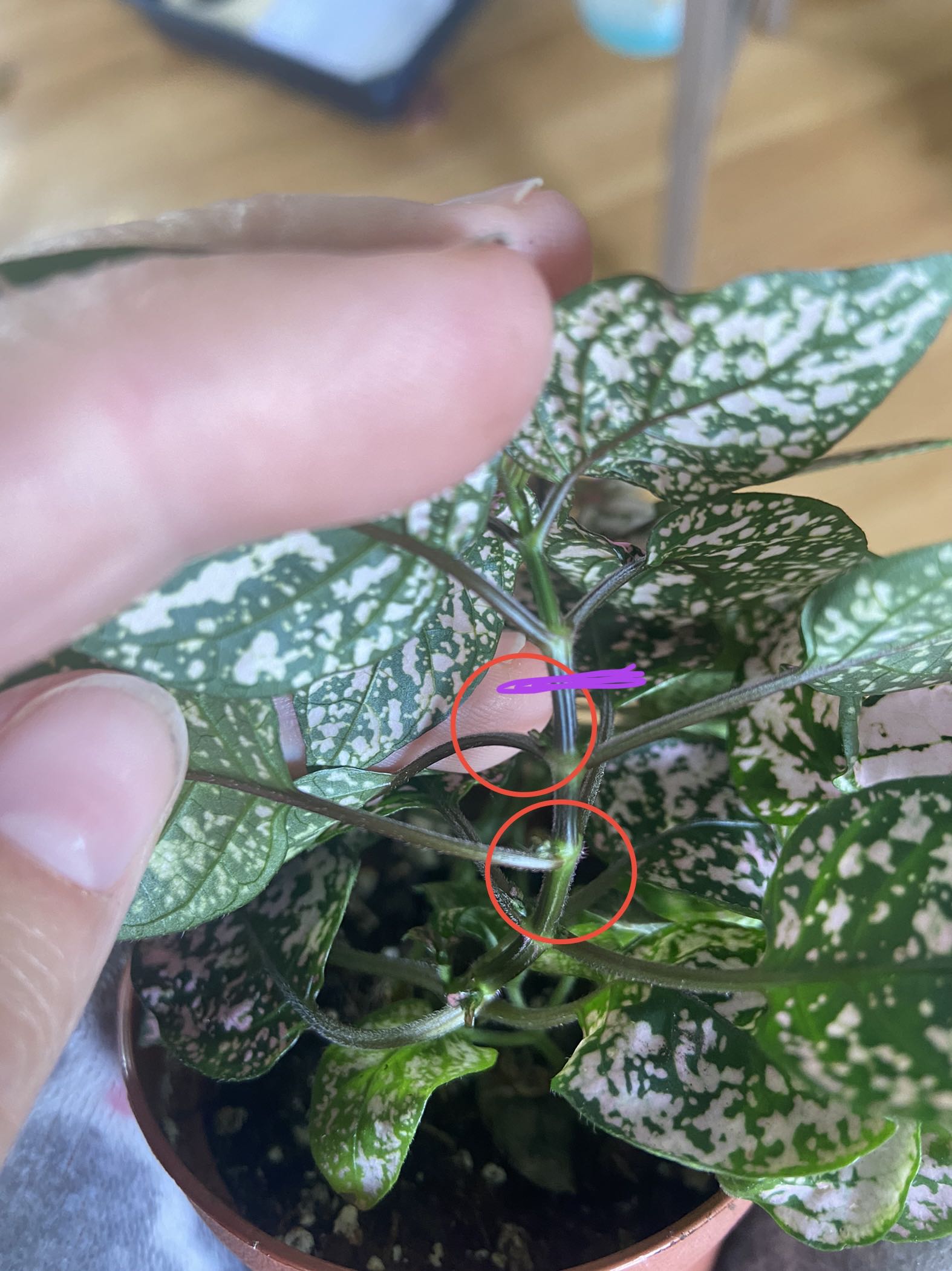 Photo from the post