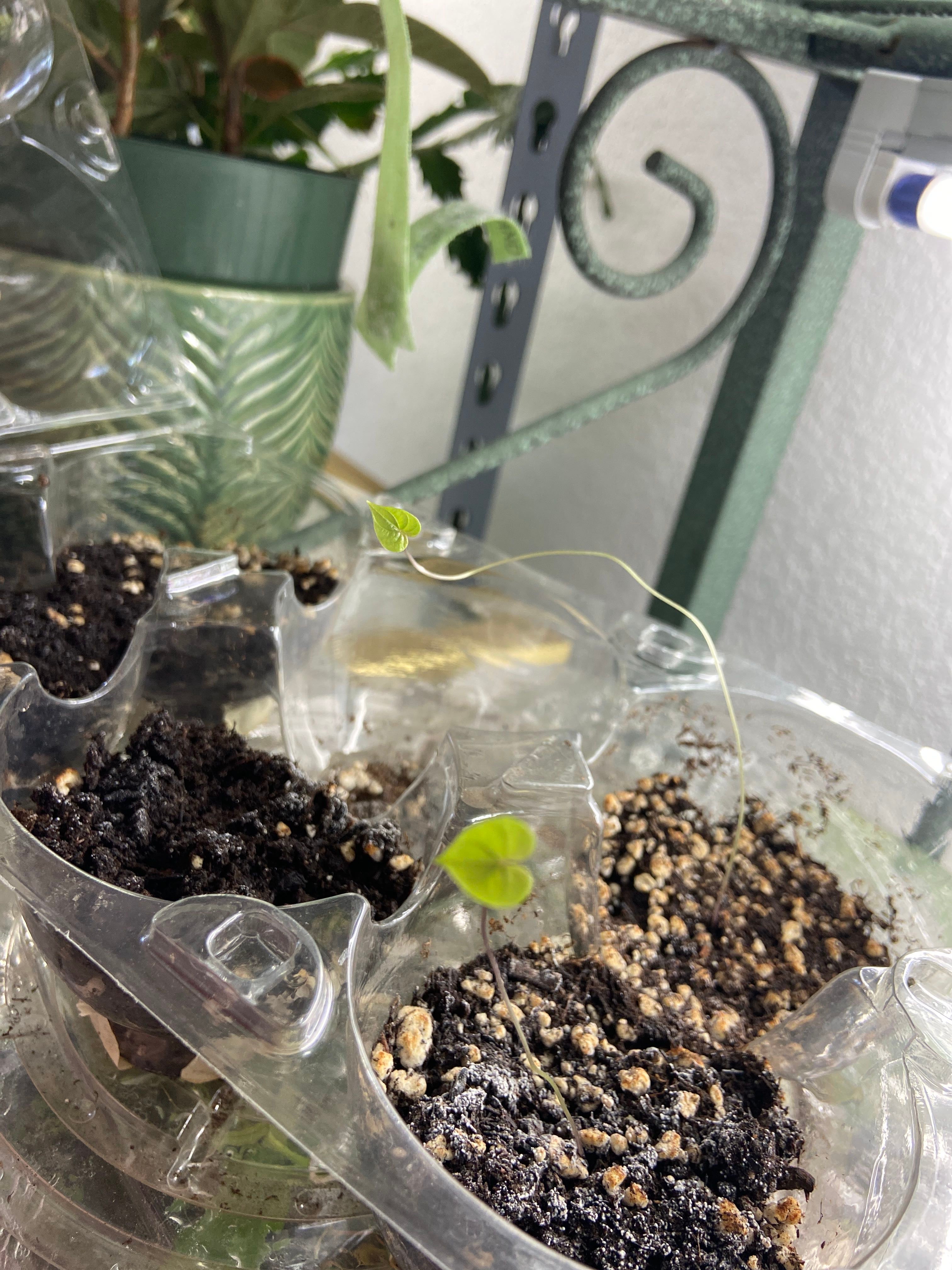 Why Chinese Yam Is A Perennial Plant 🍠