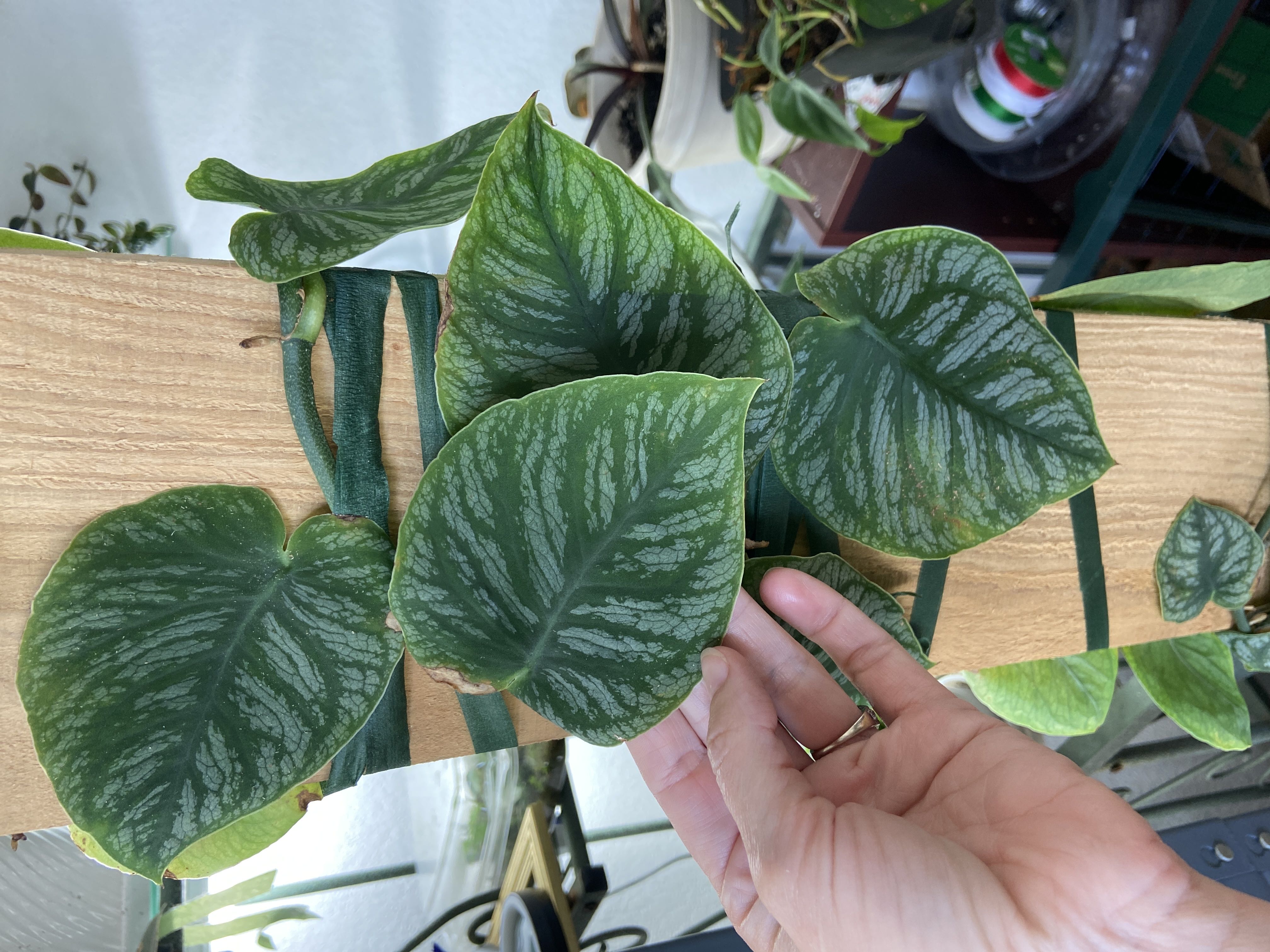Photo from the post