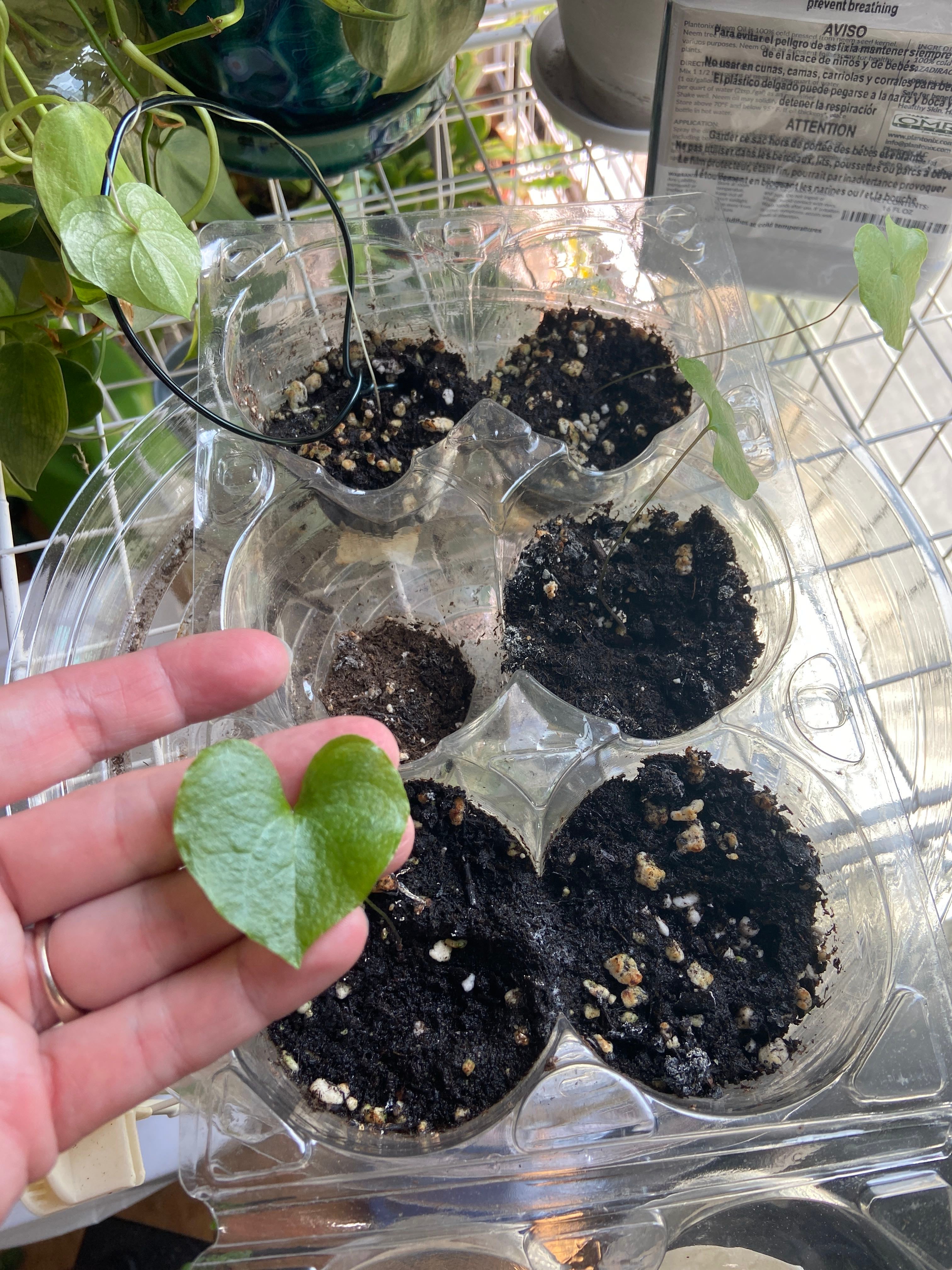 Why Air Potato Is Not an Annual