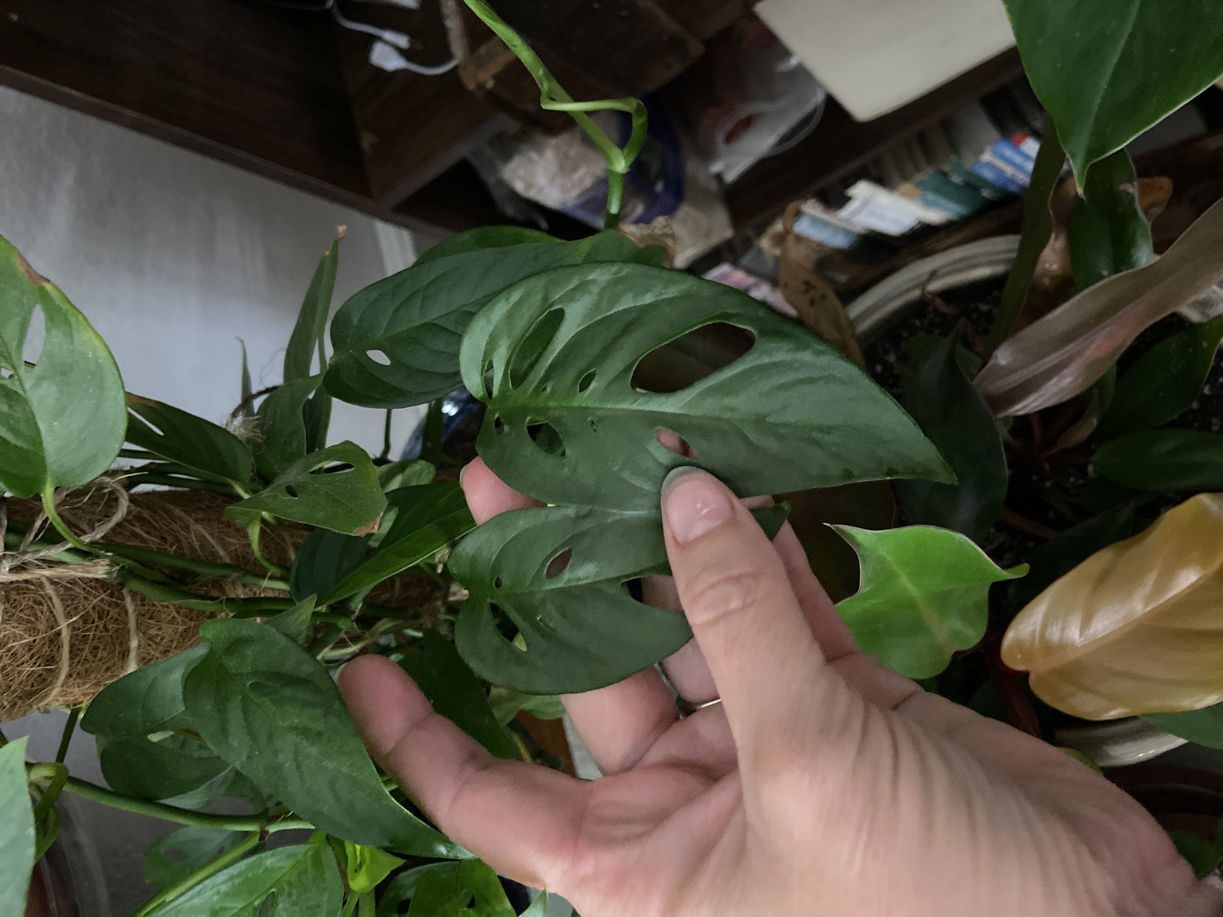 Photo from the post