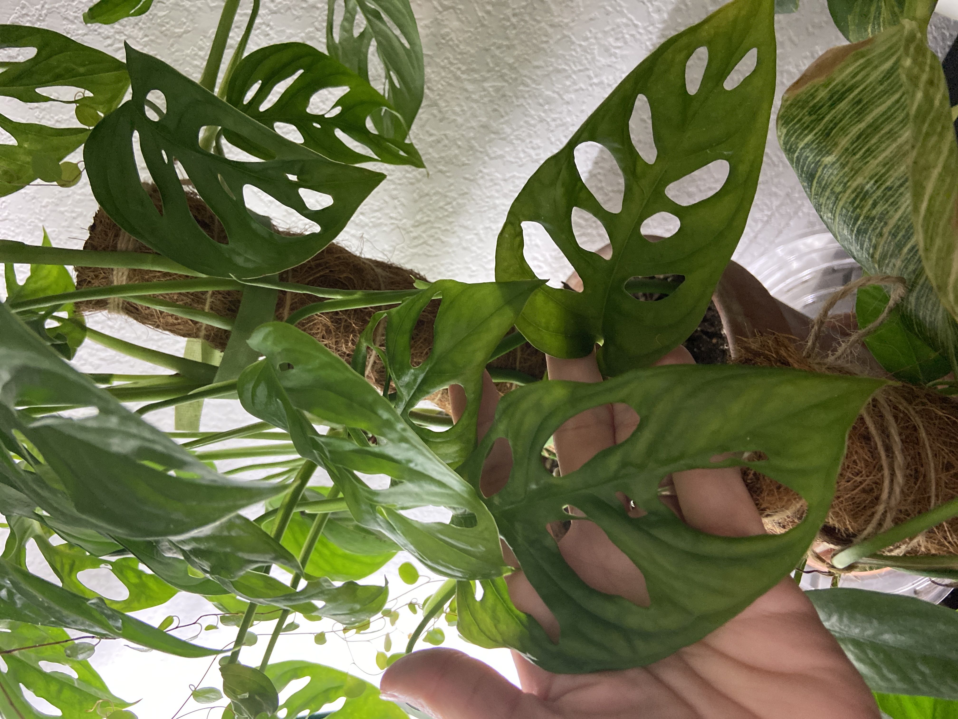 Photo from the post