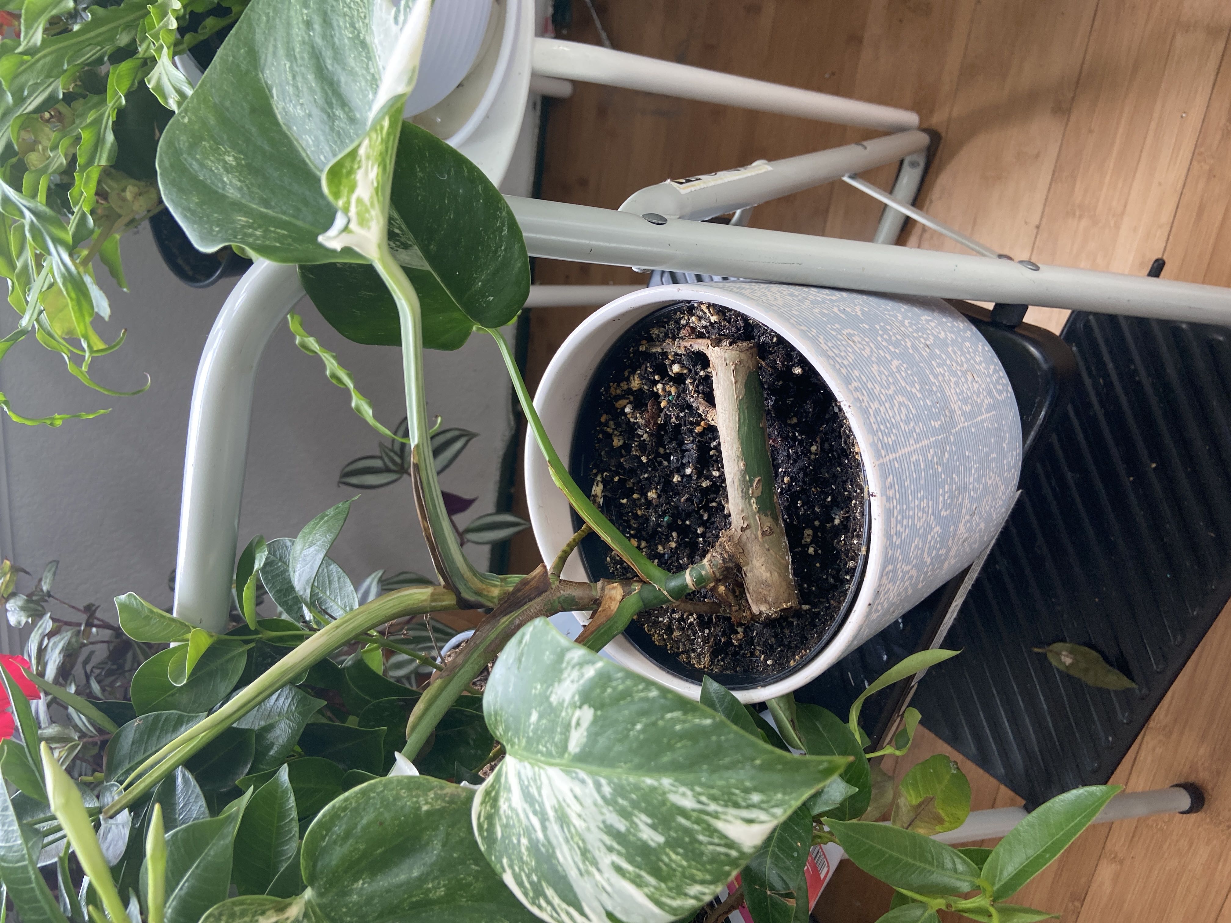 Photo from the post