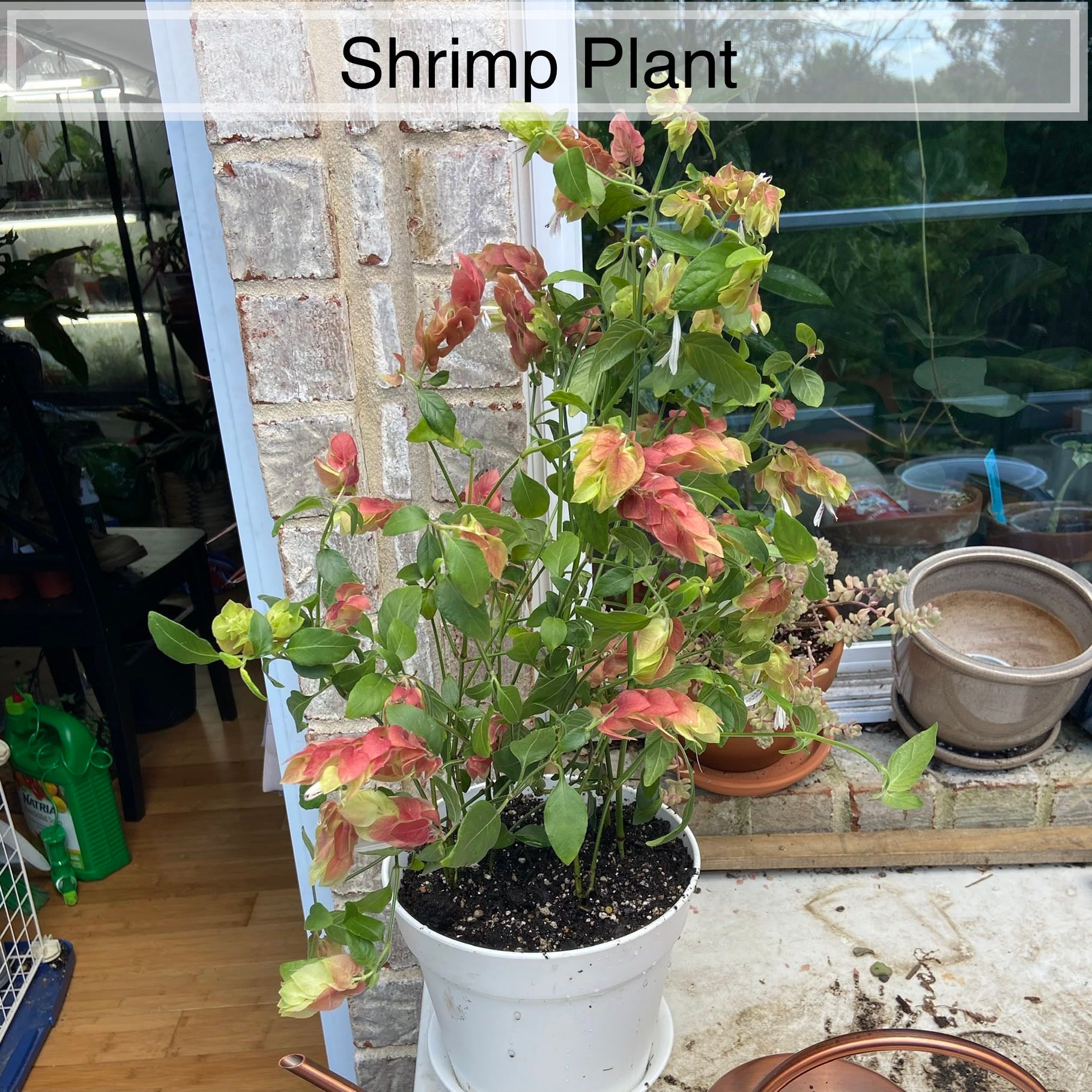 How to Care for Shrimp Plant Mastering Water, Sunlight & More