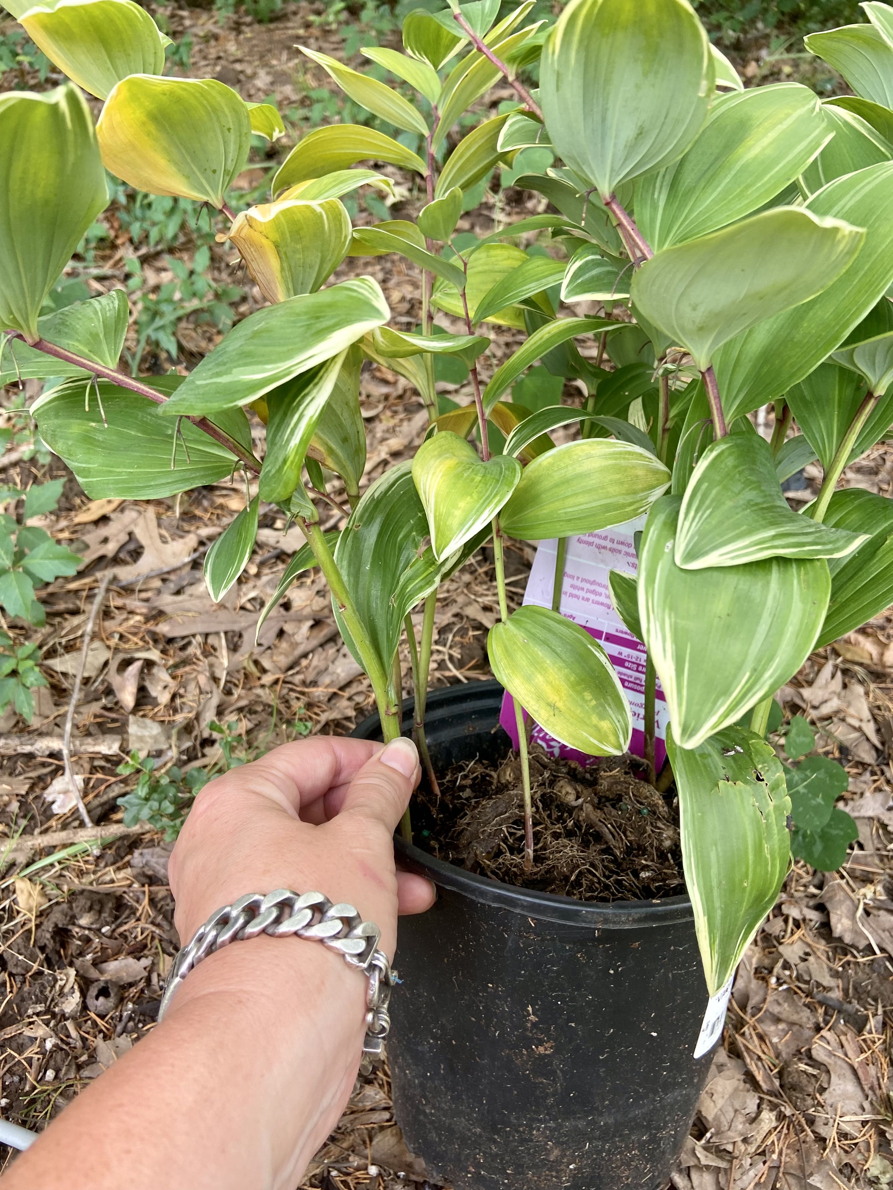 Photo from the post