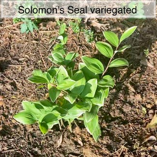 Variegated Solomon's Seal plant in Memphis, Tennessee