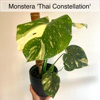 Thai Constellation Monstera plant in Memphis, Tennessee