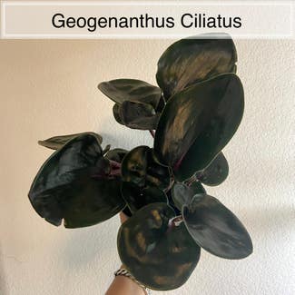 Geogenanthus ciliatus plant in Memphis, Tennessee